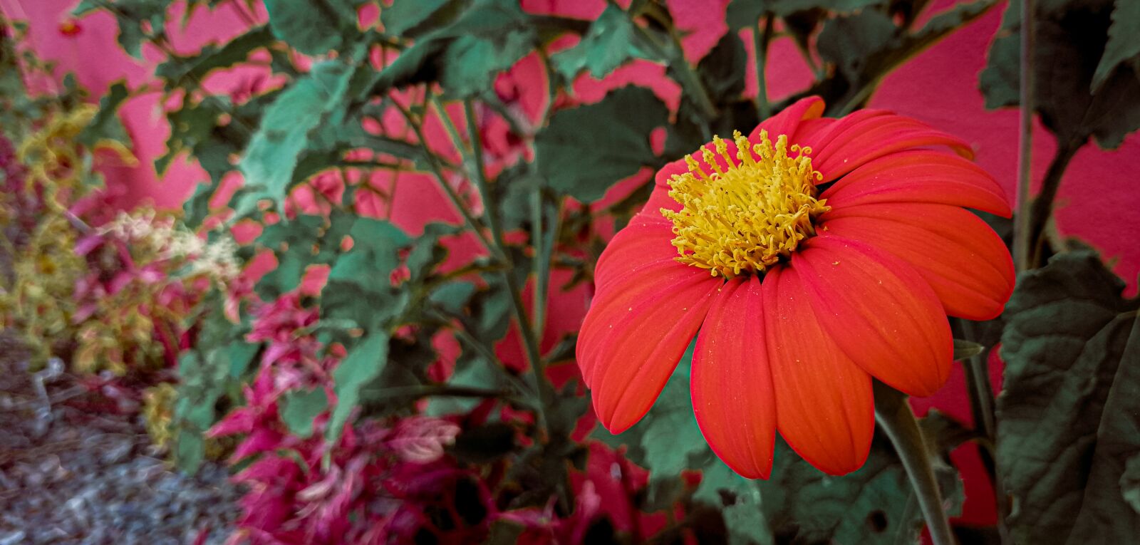 HUAWEI SNE-LX3 sample photo. Flower, red, yellow photography