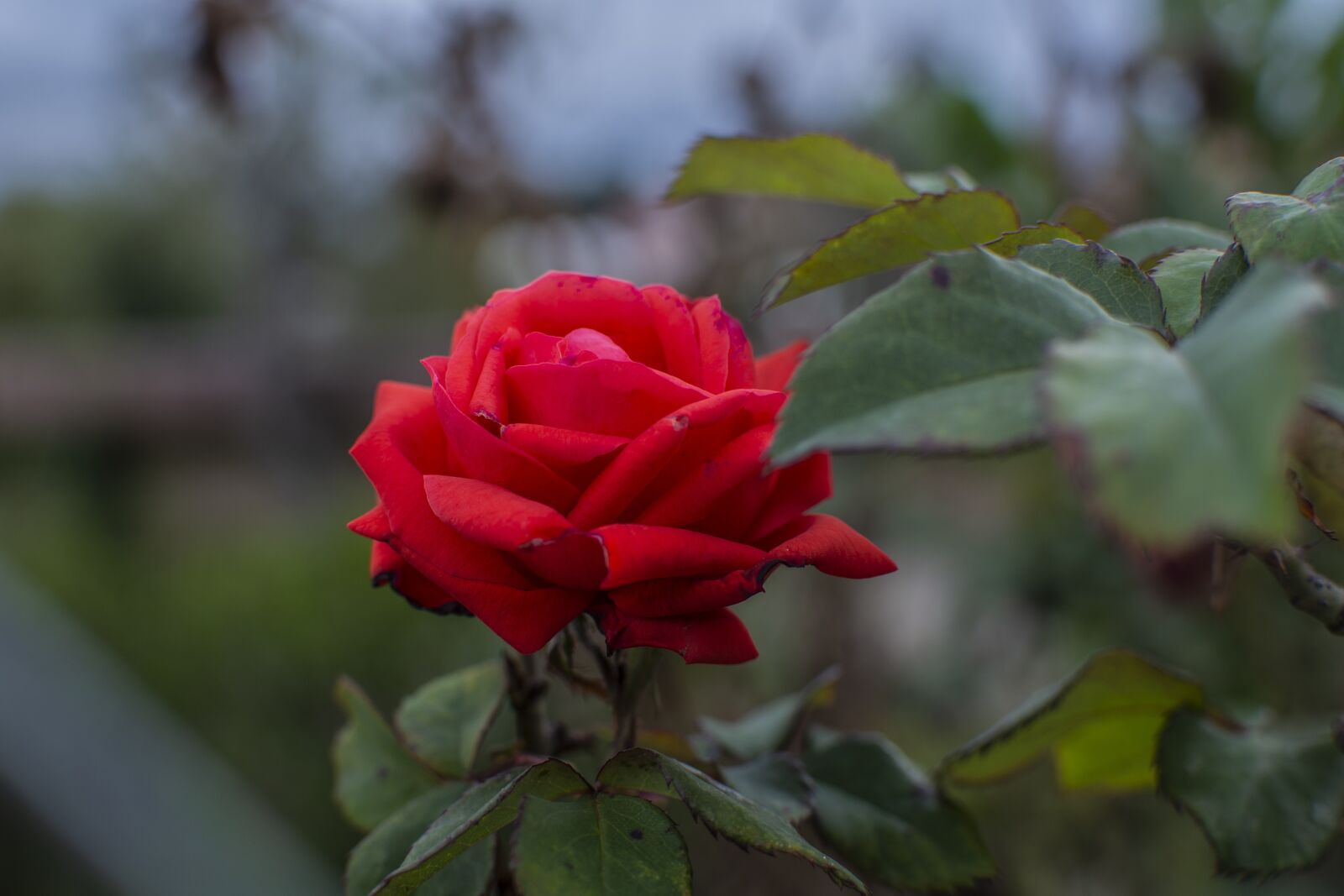 Nikon D600 sample photo. Rosa, flower, nature photography