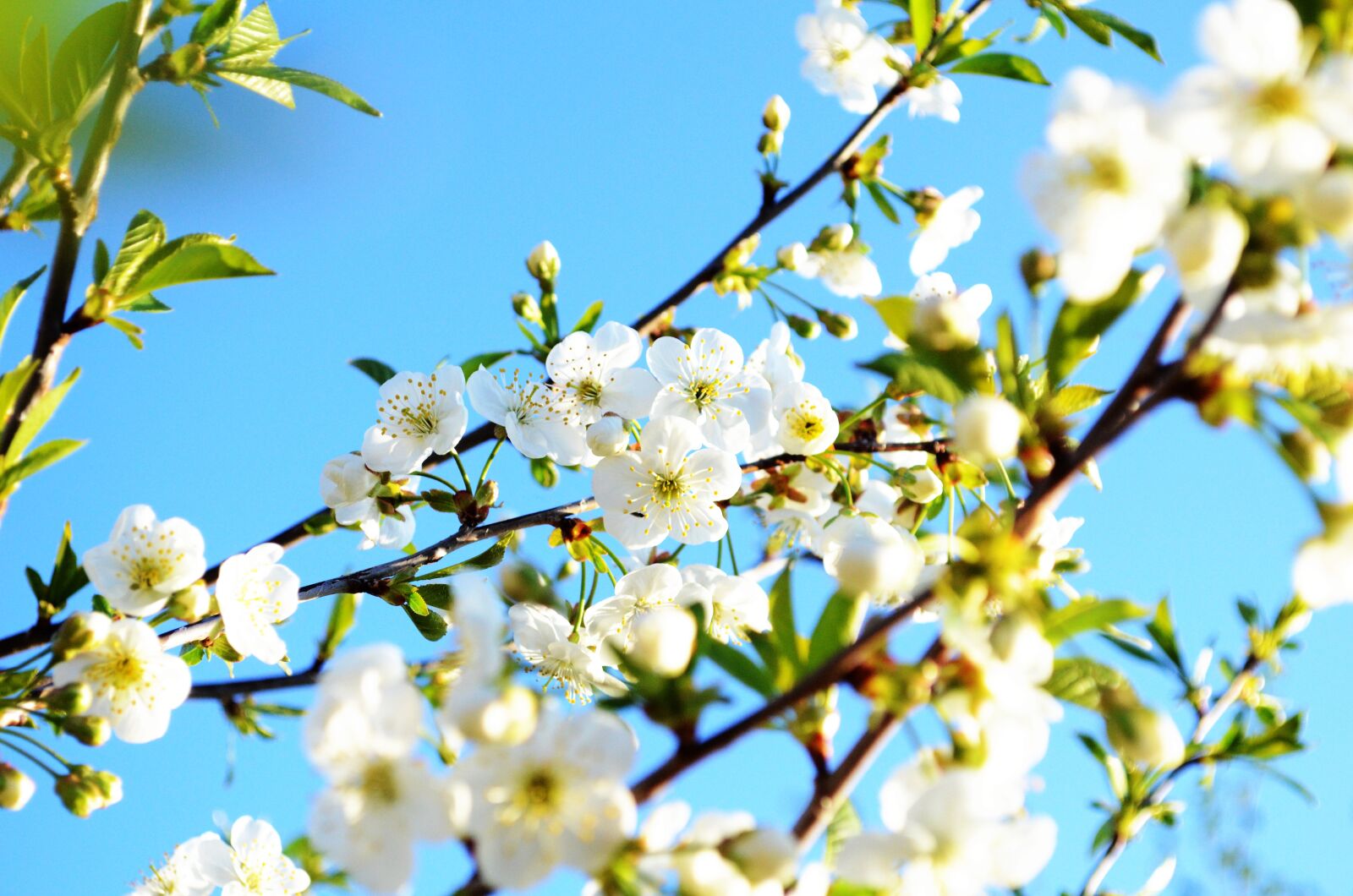 Nikon D5100 sample photo. Nature, spring, flower photography