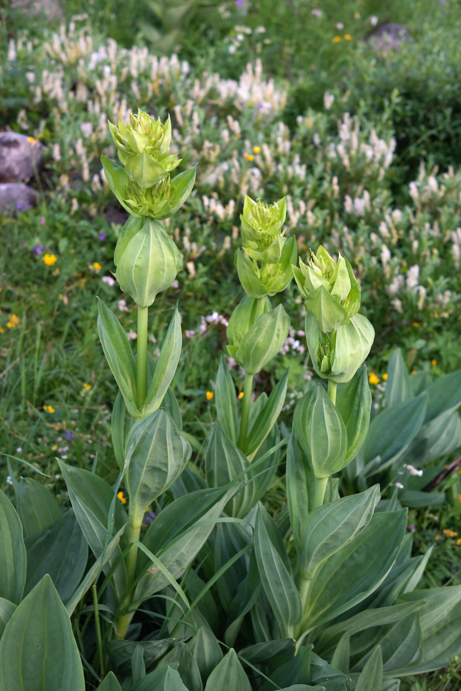Samsung NX300 sample photo. Yellow gentian, blossom, bloom photography