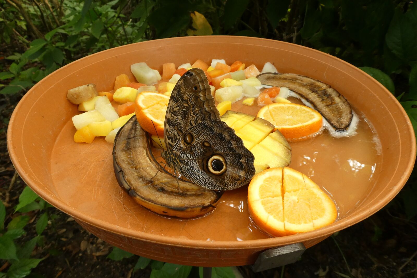 Panasonic Lumix DC-ZS70 (Lumix DC-TZ90) sample photo. Butterfly, zoo, blijdorp photography