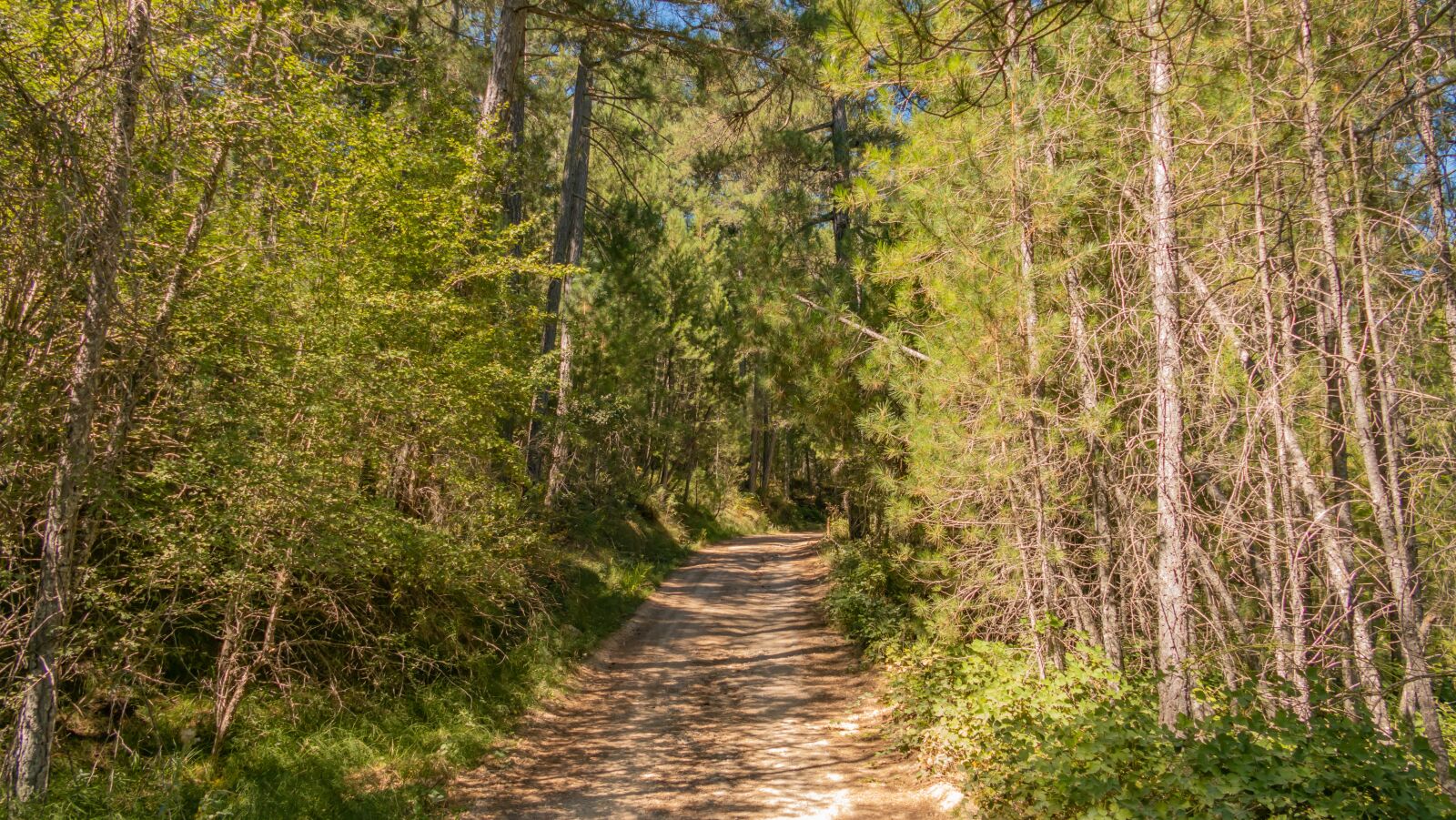 Panasonic DC-FZ10002 sample photo. Landscape, forest, trail photography