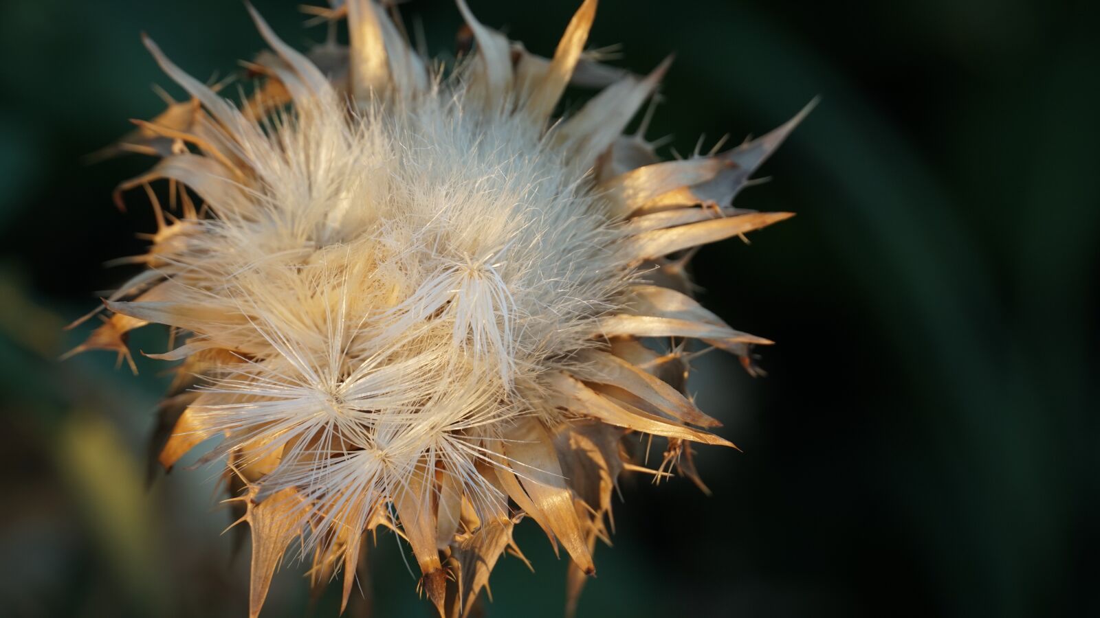 Sony a6500 sample photo. Agrimony, dry, grass photography