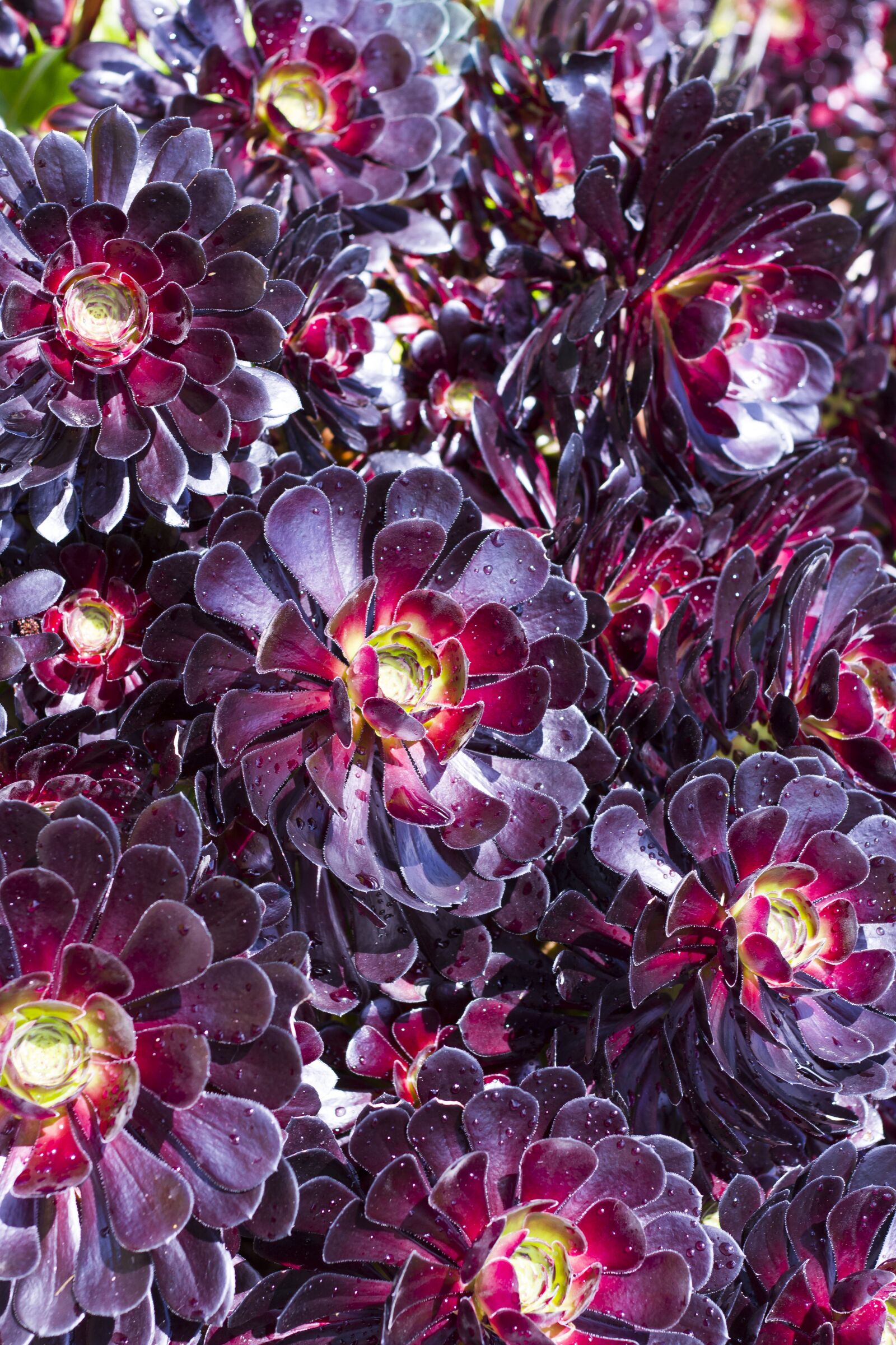 Canon EOS 7D + Canon EF 50mm F1.8 II sample photo. Flowers, cornwall, uk photography