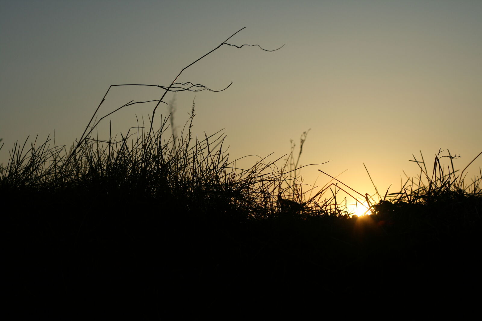 Canon EOS 400D (EOS Digital Rebel XTi / EOS Kiss Digital X) + Canon EF 50mm F1.8 II sample photo. Grass, sunset photography