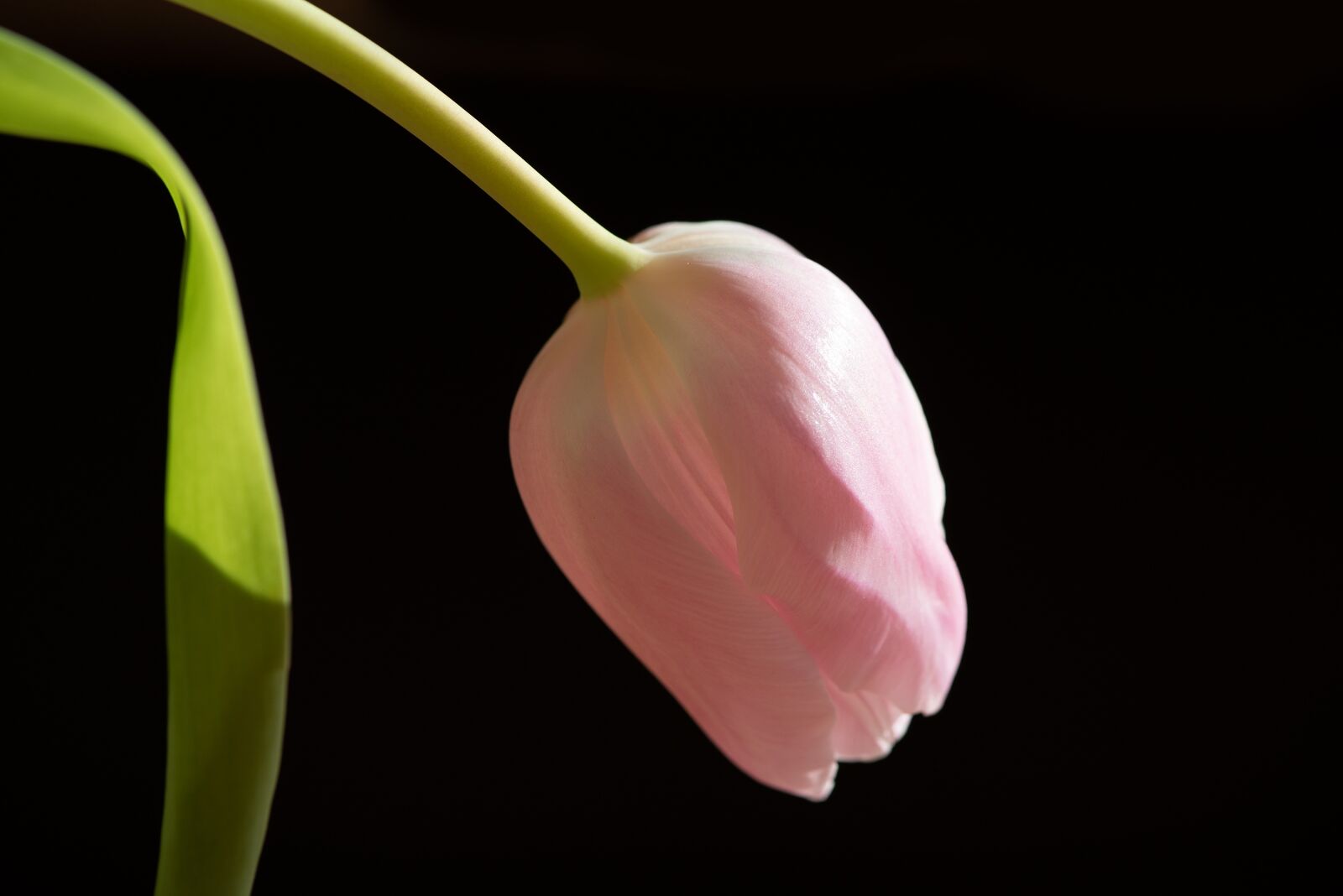 Nikon D750 sample photo. Flower, blossom, bloom photography