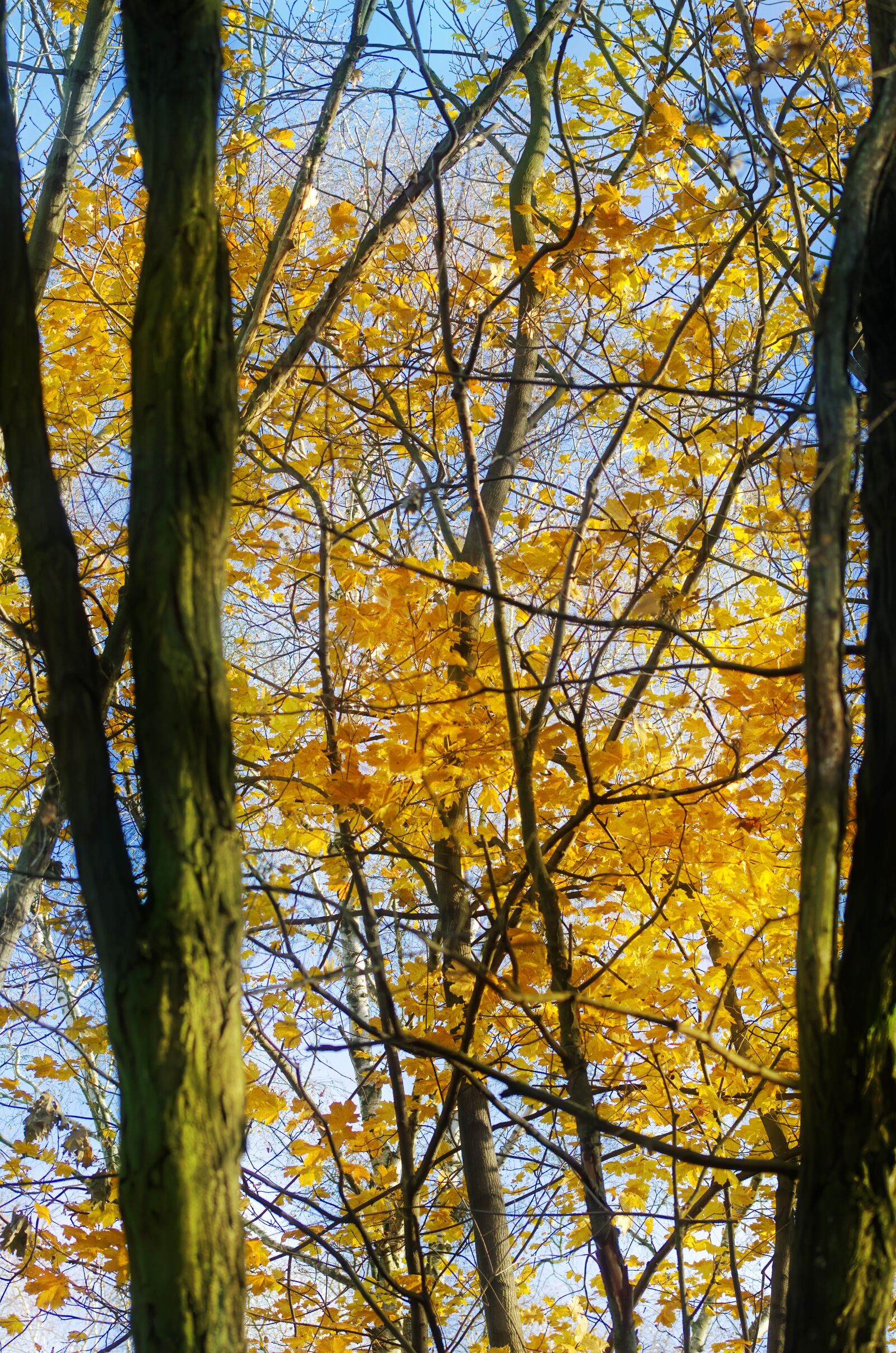 Nikon D5100 sample photo. Trees, forest, nature photography