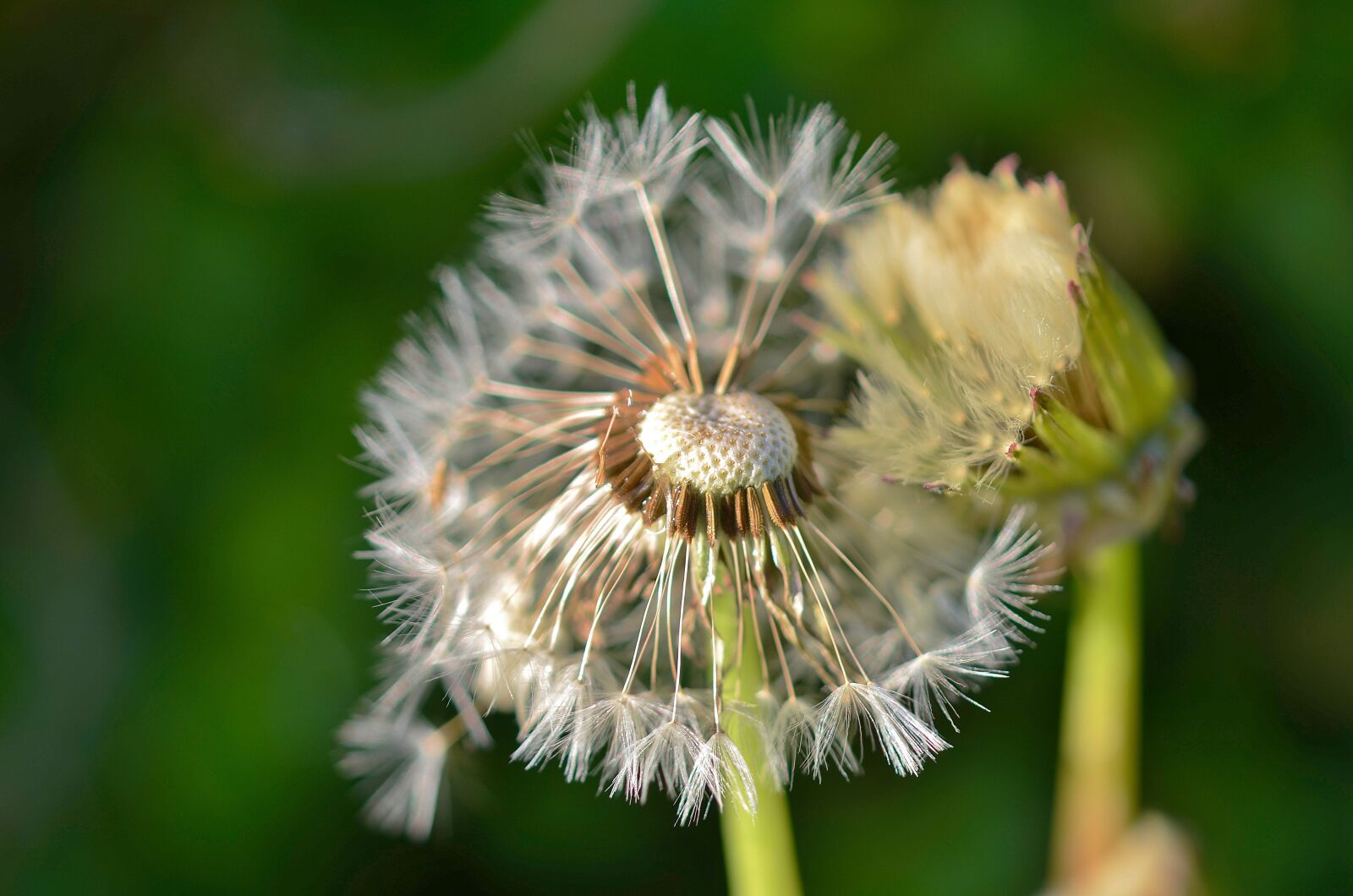 Nikon D7000 sample photo. Dandelion, natur, nature photography