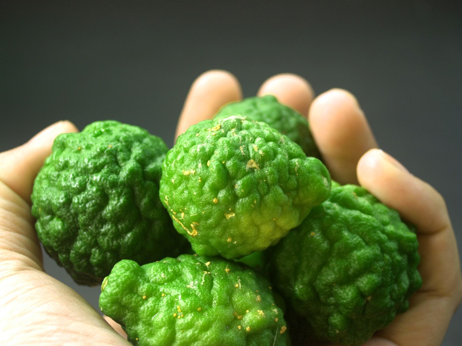 Olympus E-300 (EVOLT E-300) sample photo. Bergamot, fruit, leaf photography