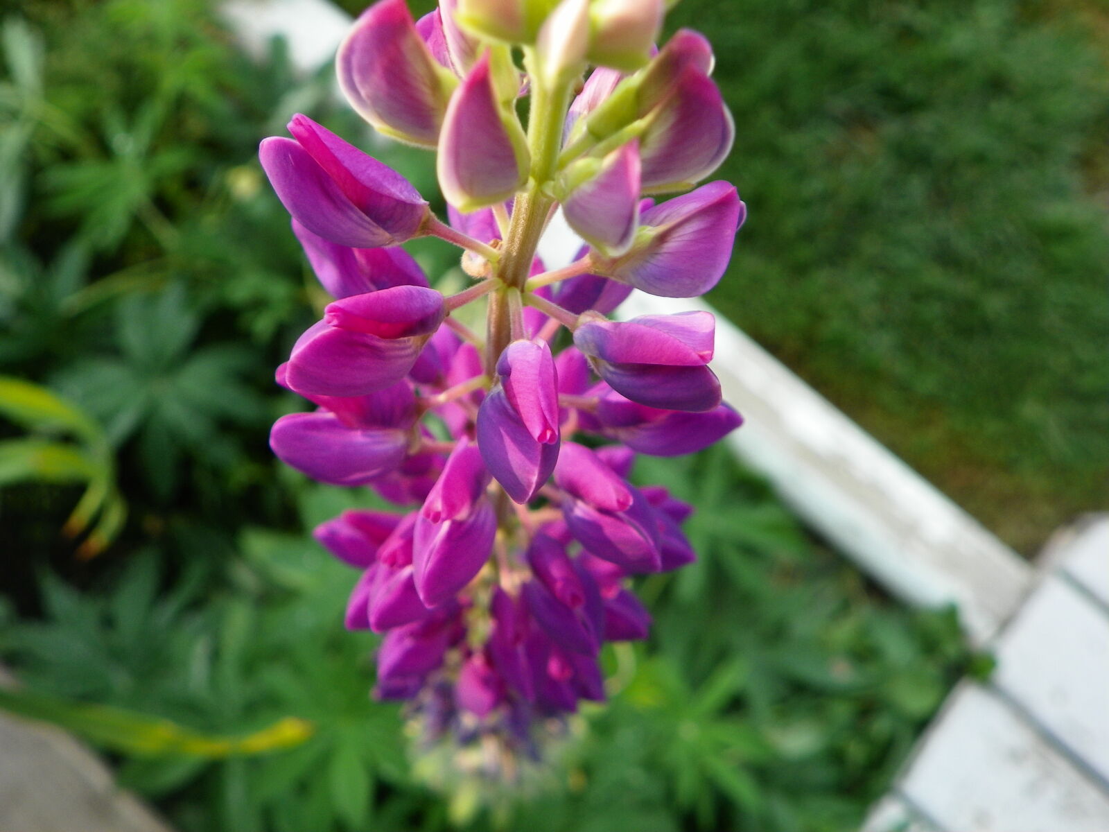 Kodak EasyShare Z981 sample photo