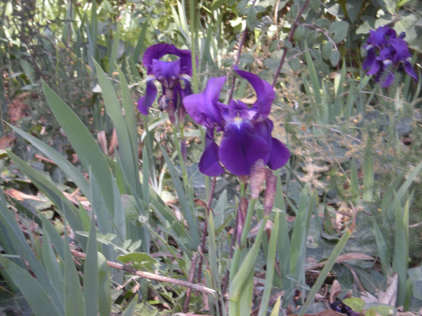 Nikon COOLPIX S510 sample photo. Flowers, iris, violet photography