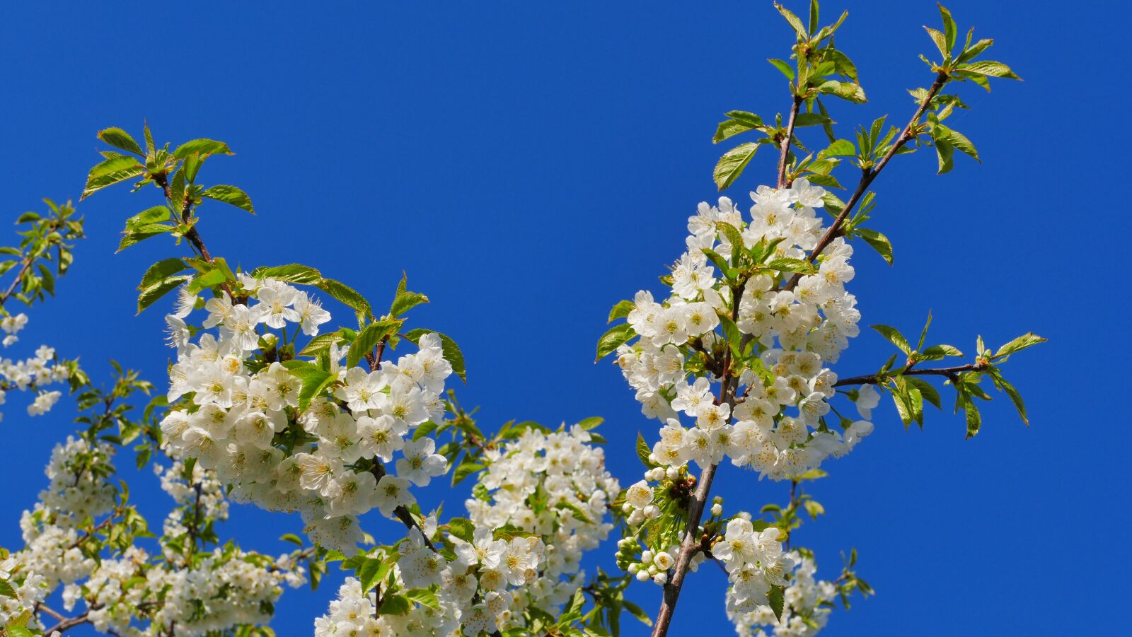 Panasonic Lumix DMC-FZ1000 sample photo. Cherry, flowers, tree photography