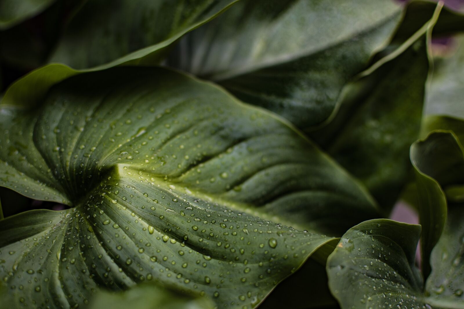 Nikon D600 sample photo. Leaves, drops, green photography