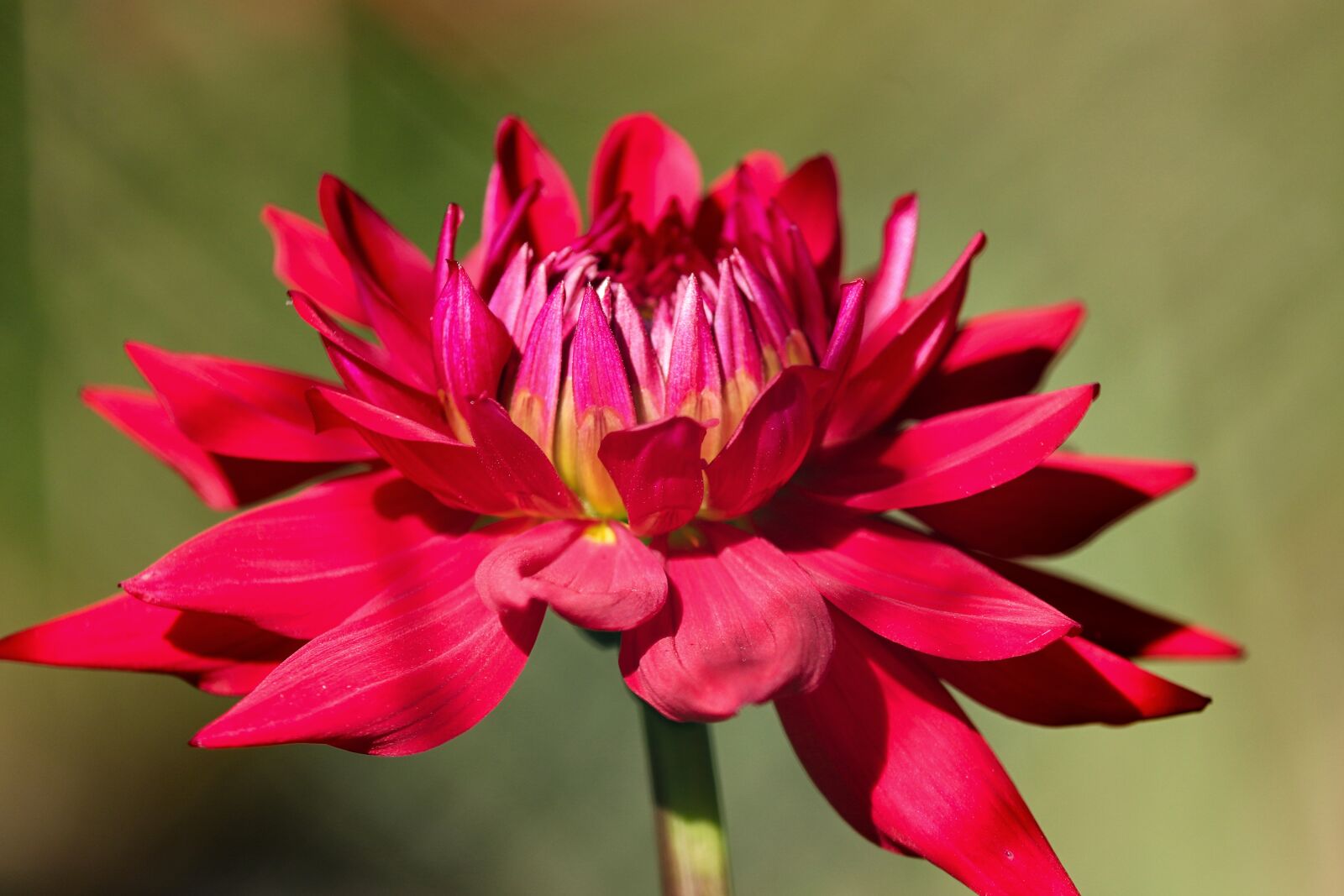 Canon EOS 200D (EOS Rebel SL2 / EOS Kiss X9) sample photo. Dahlia, georginie, flower photography