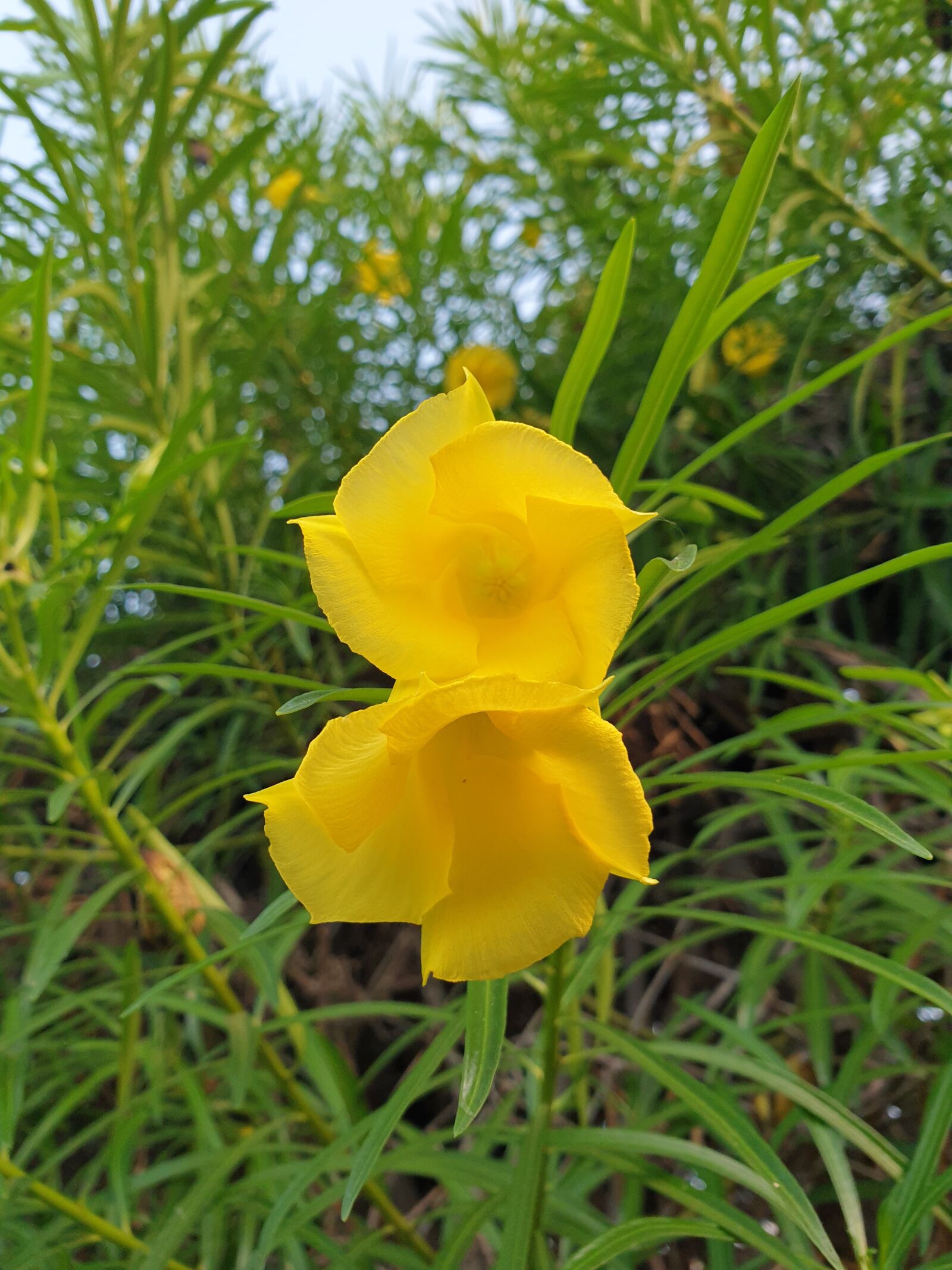 Samsung Galaxy S9 sample photo. Yellow flower, tropical flower photography