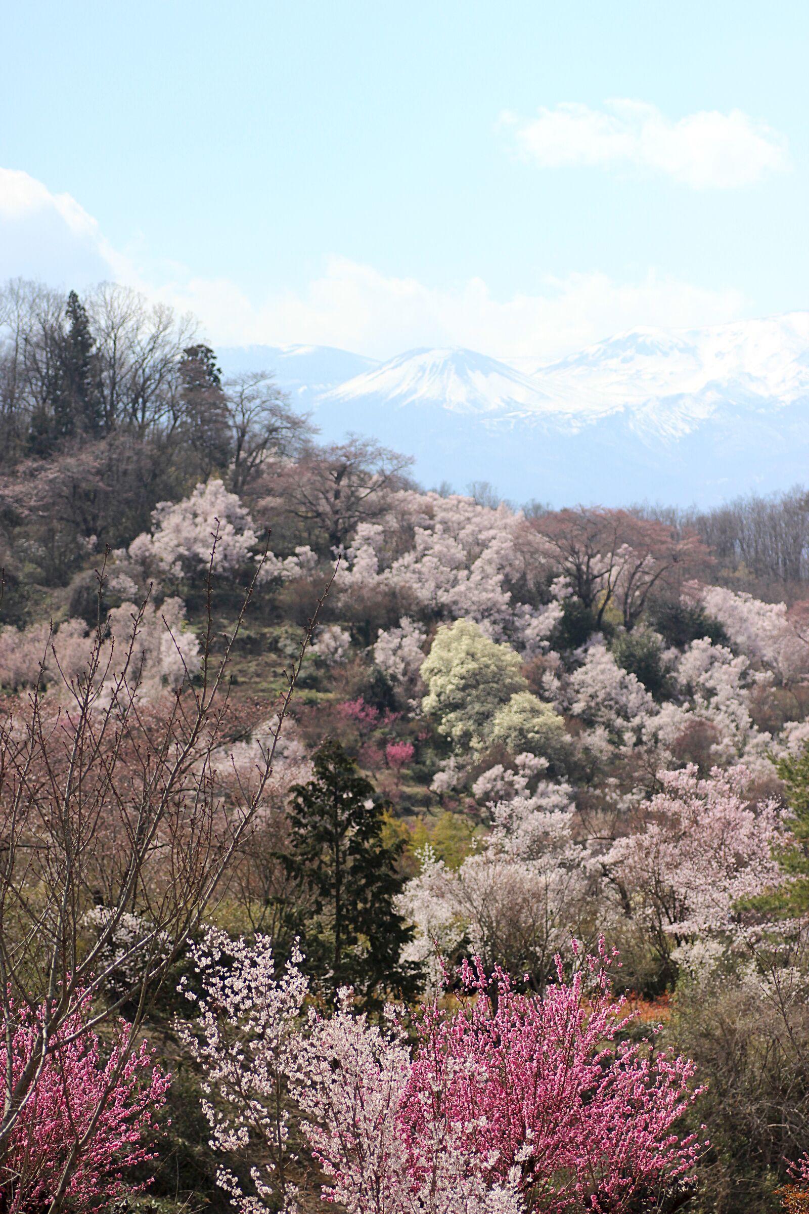 Canon EOS 600D (Rebel EOS T3i / EOS Kiss X5) sample photo. Cherry blossom viewing mountains photography