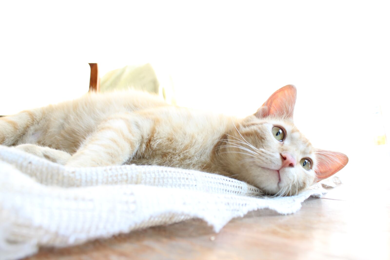 Canon EOS 1300D (EOS Rebel T6 / EOS Kiss X80) sample photo. Cat, feline, pet photography