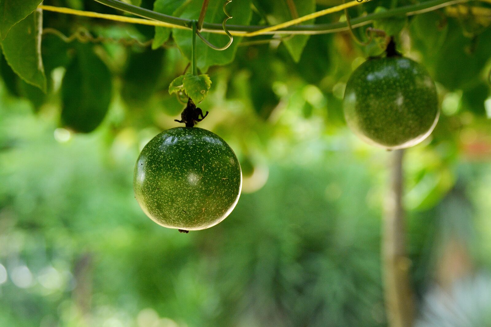Nikon D5200 sample photo. Passion fruit, fruit, vegetable photography