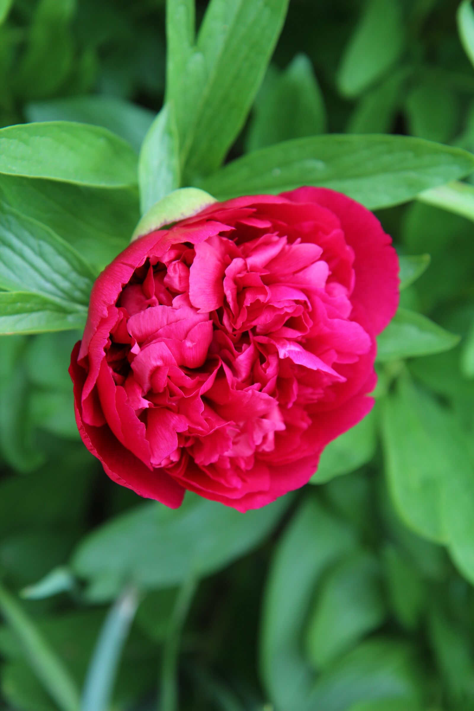Canon EOS 600D (Rebel EOS T3i / EOS Kiss X5) sample photo. Peony, peony red, red photography