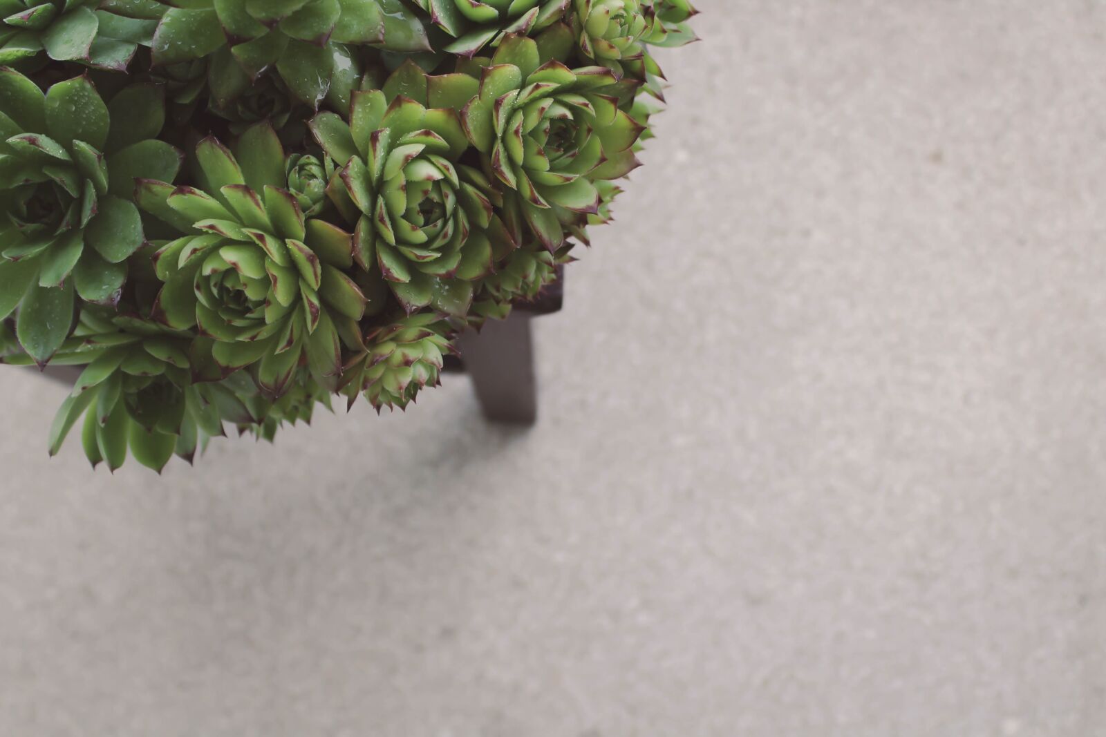 Canon EOS 1300D (EOS Rebel T6 / EOS Kiss X80) sample photo. Succulent, succulents, plant photography