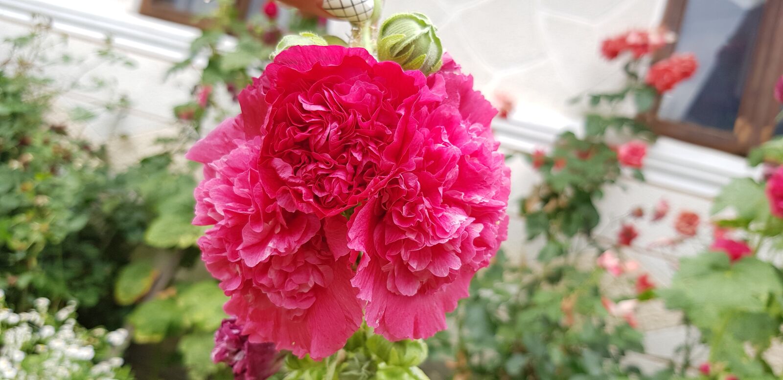 Samsung Galaxy S8+ sample photo. Pink, flower, nature photography