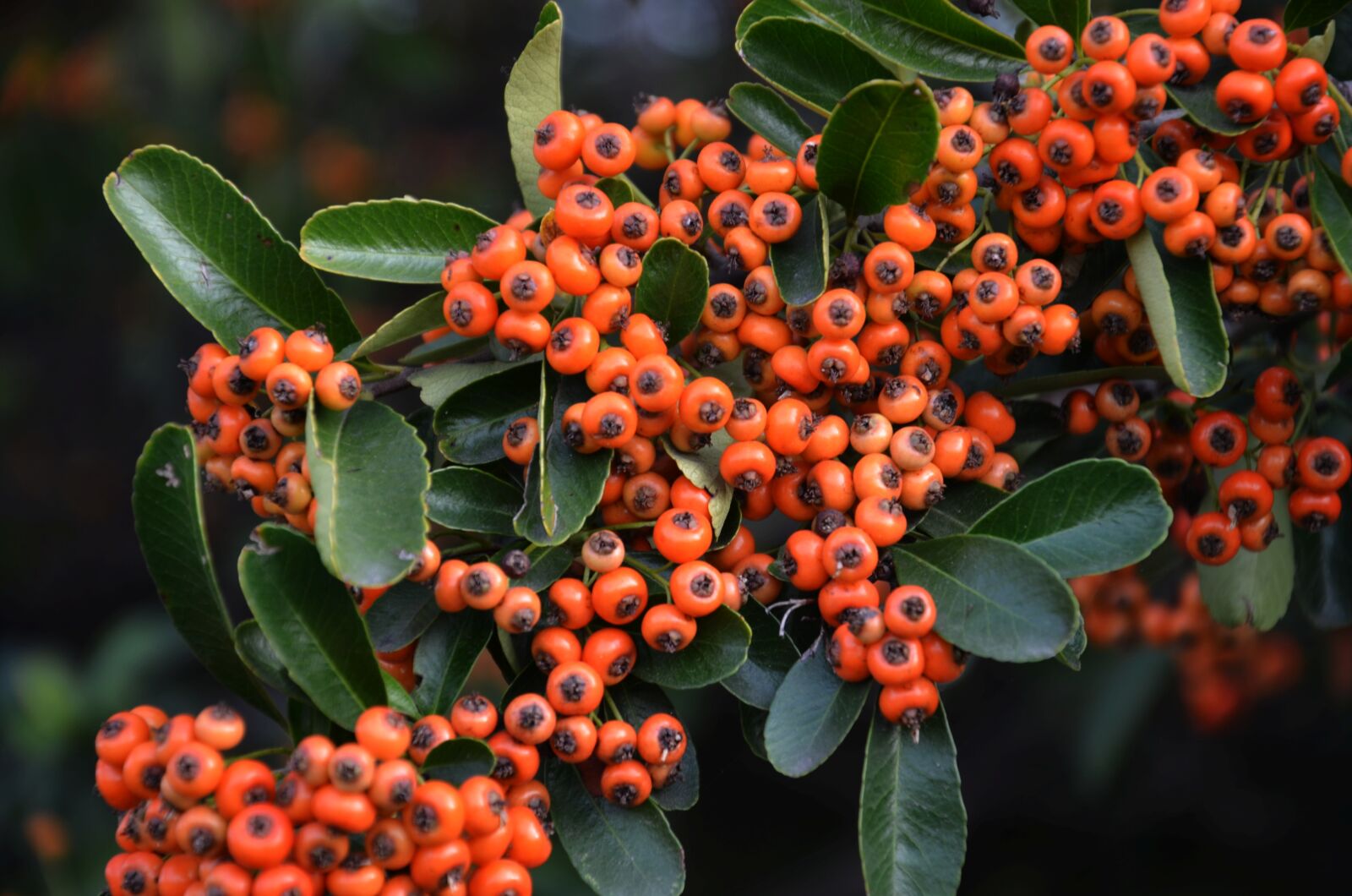 Nikon D7000 sample photo. Plant, hawthorn, or crataegu photography