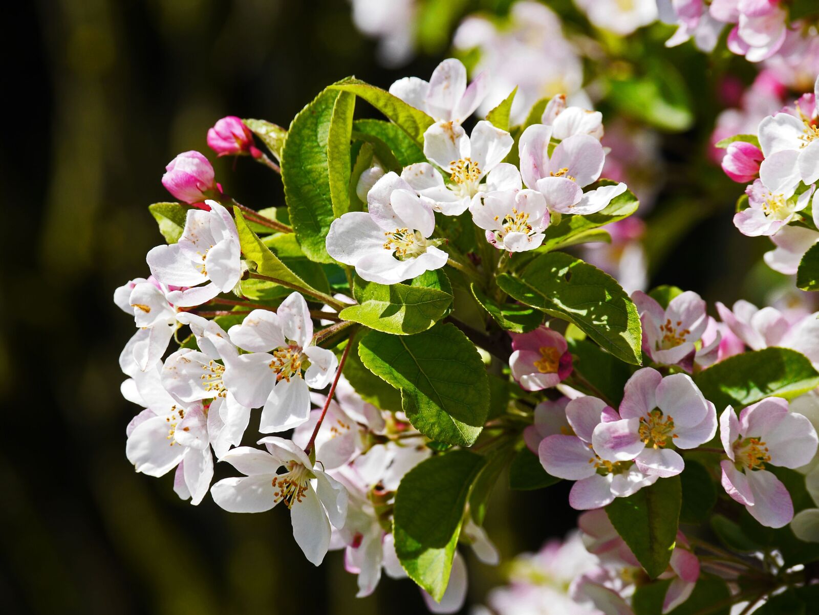 Panasonic Lumix DMC-GH3 sample photo. Apple blossom, branch, flowers photography