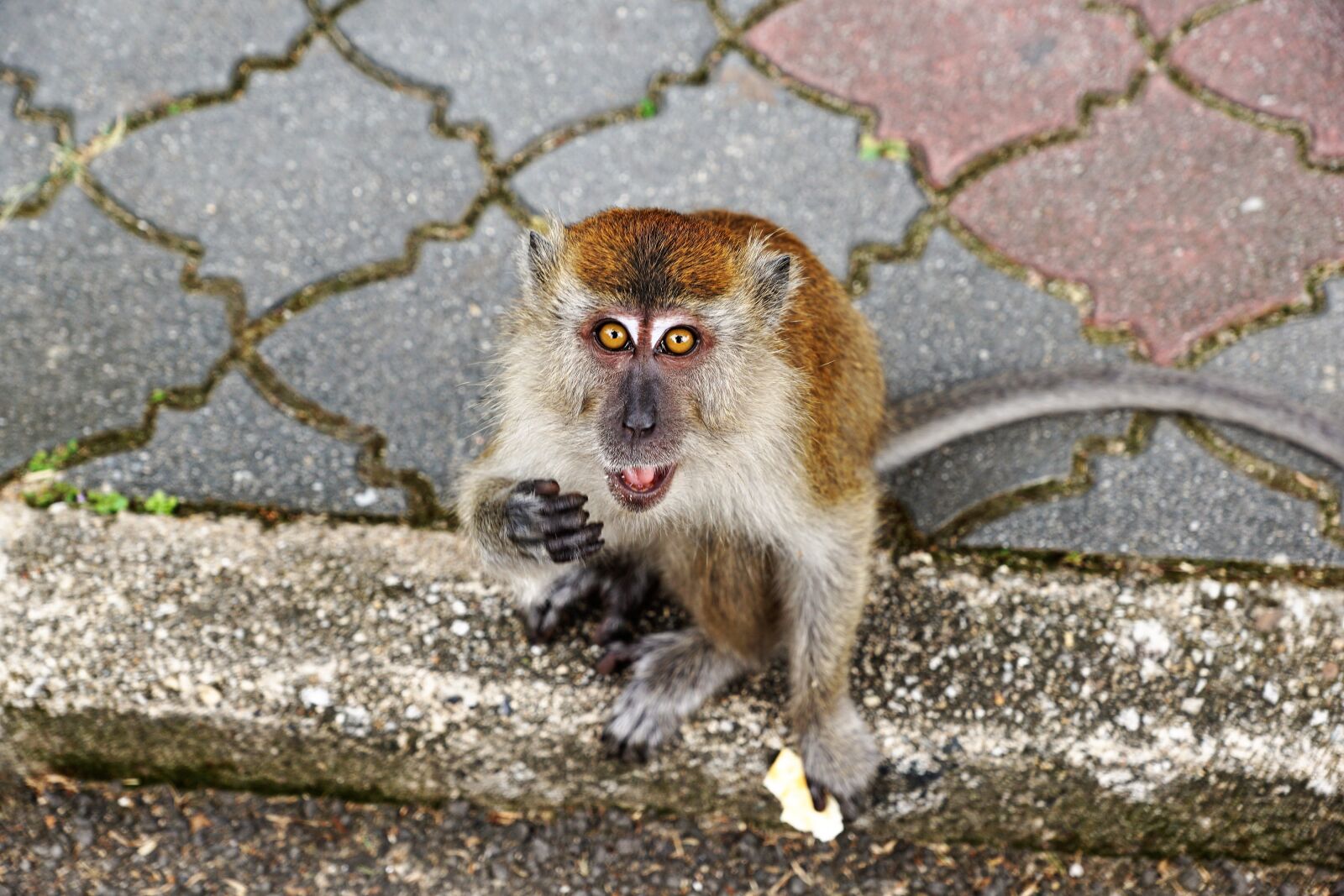 Sony ILCA-77M2 + Sony DT 16-50mm F2.8 SSM sample photo. Nature, animal, animal world photography