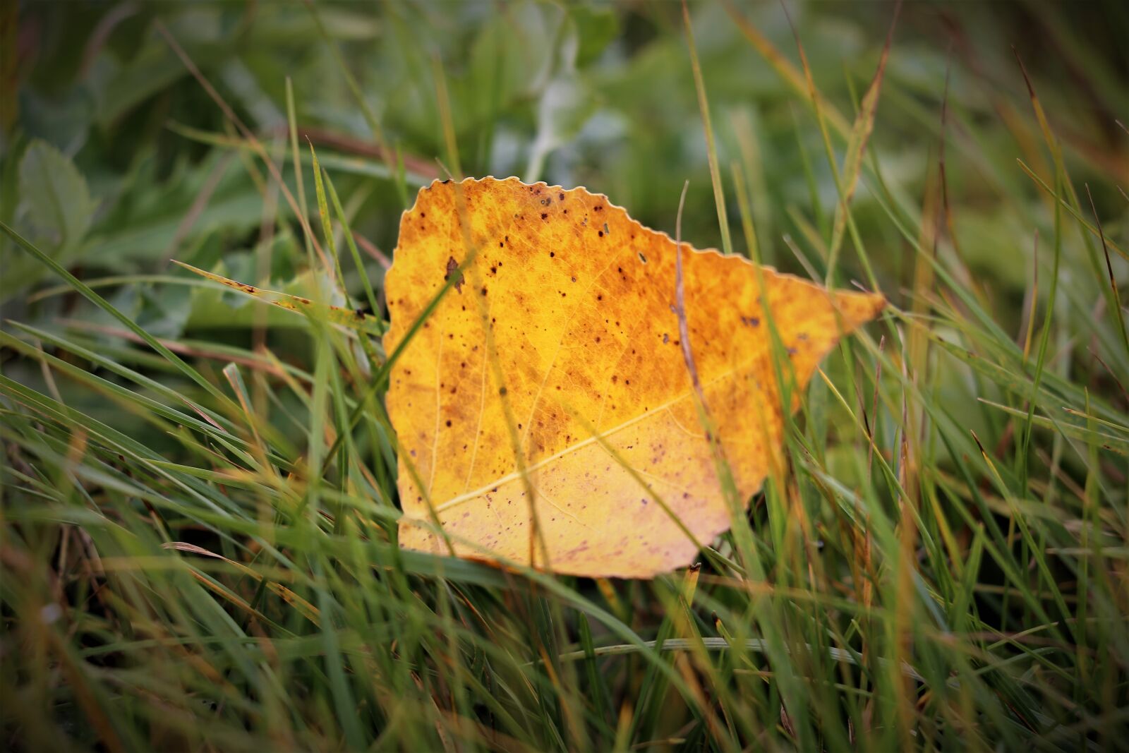 Canon EF 70-300 F4-5.6 IS II USM sample photo. Yellow leaf, grass, foliage photography