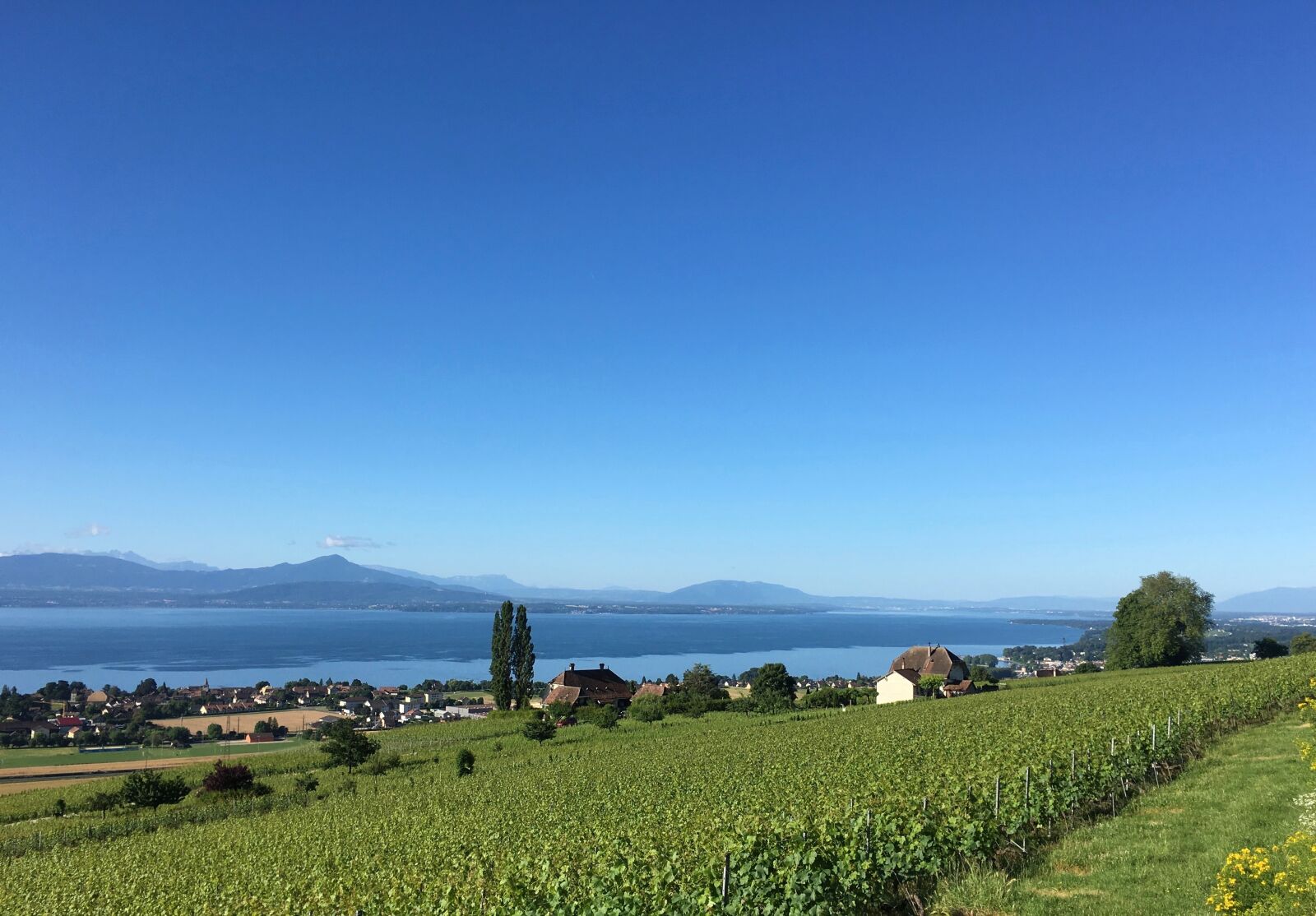 Apple iPhone 6s sample photo. Vineyard, lake, switzerland photography
