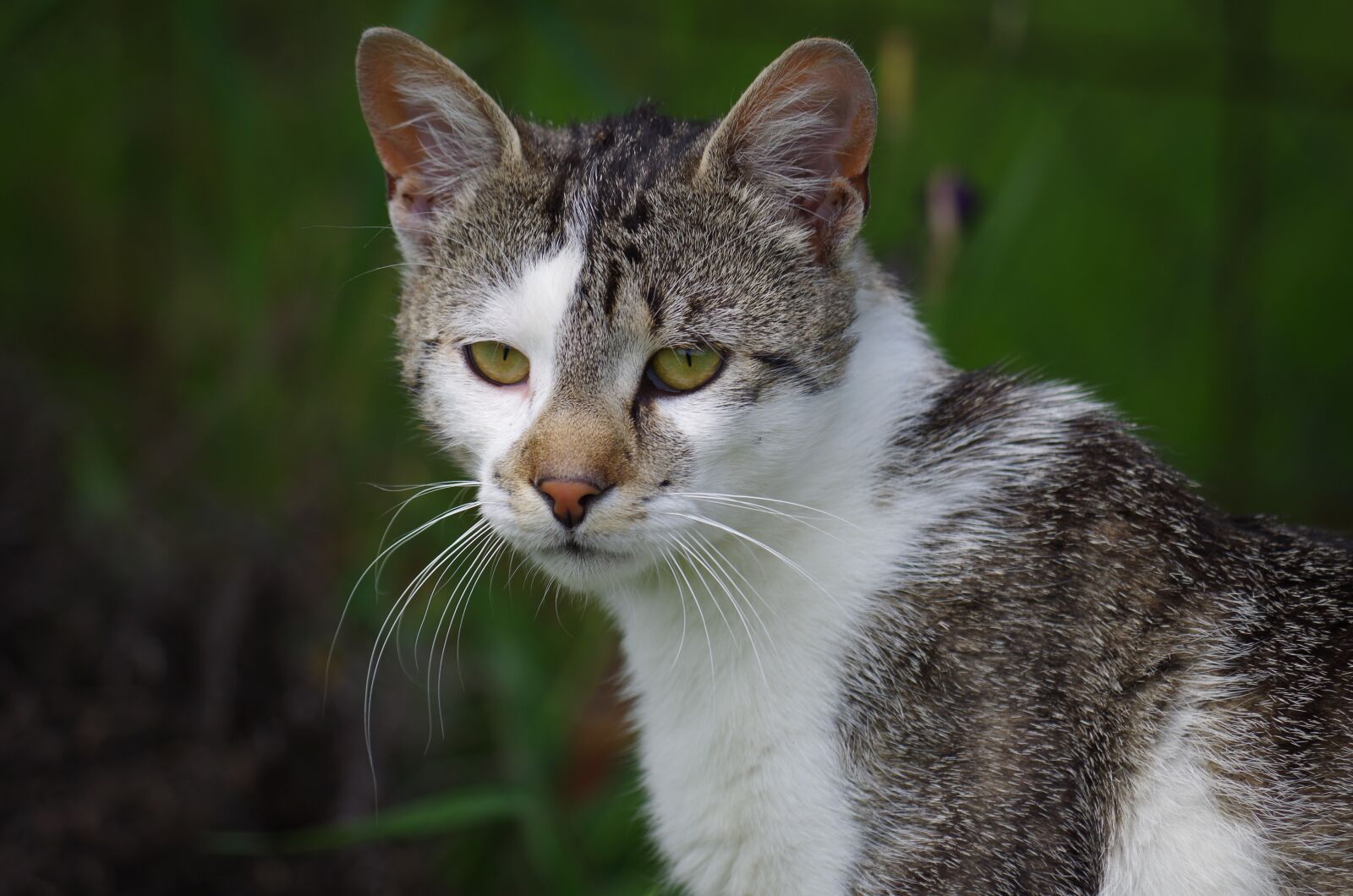 Pentax K-500 sample photo. Cat, strakatá, rest photography
