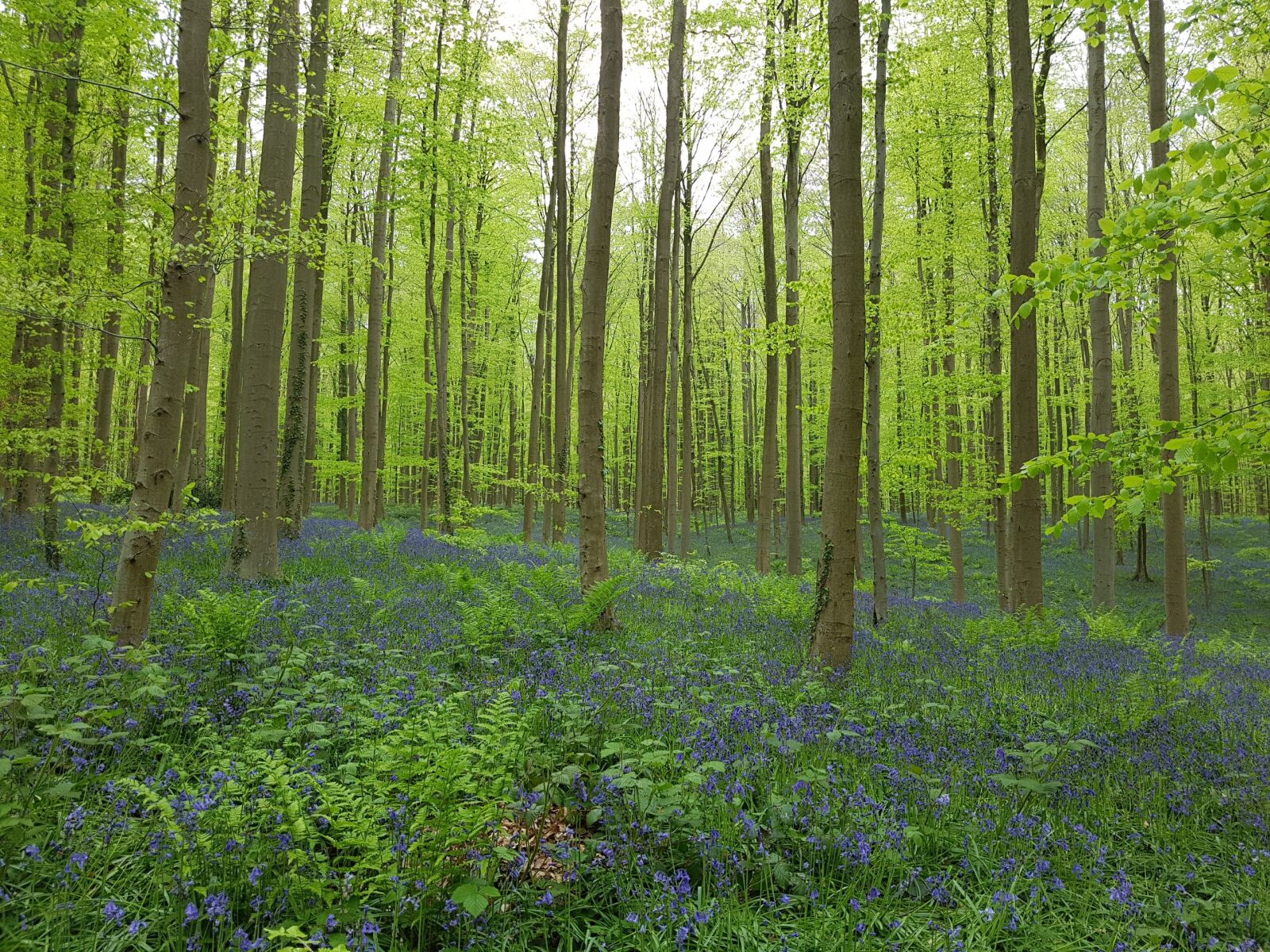 Samsung Galaxy S7 Edge sample photo. Forest, blue, blossom photography