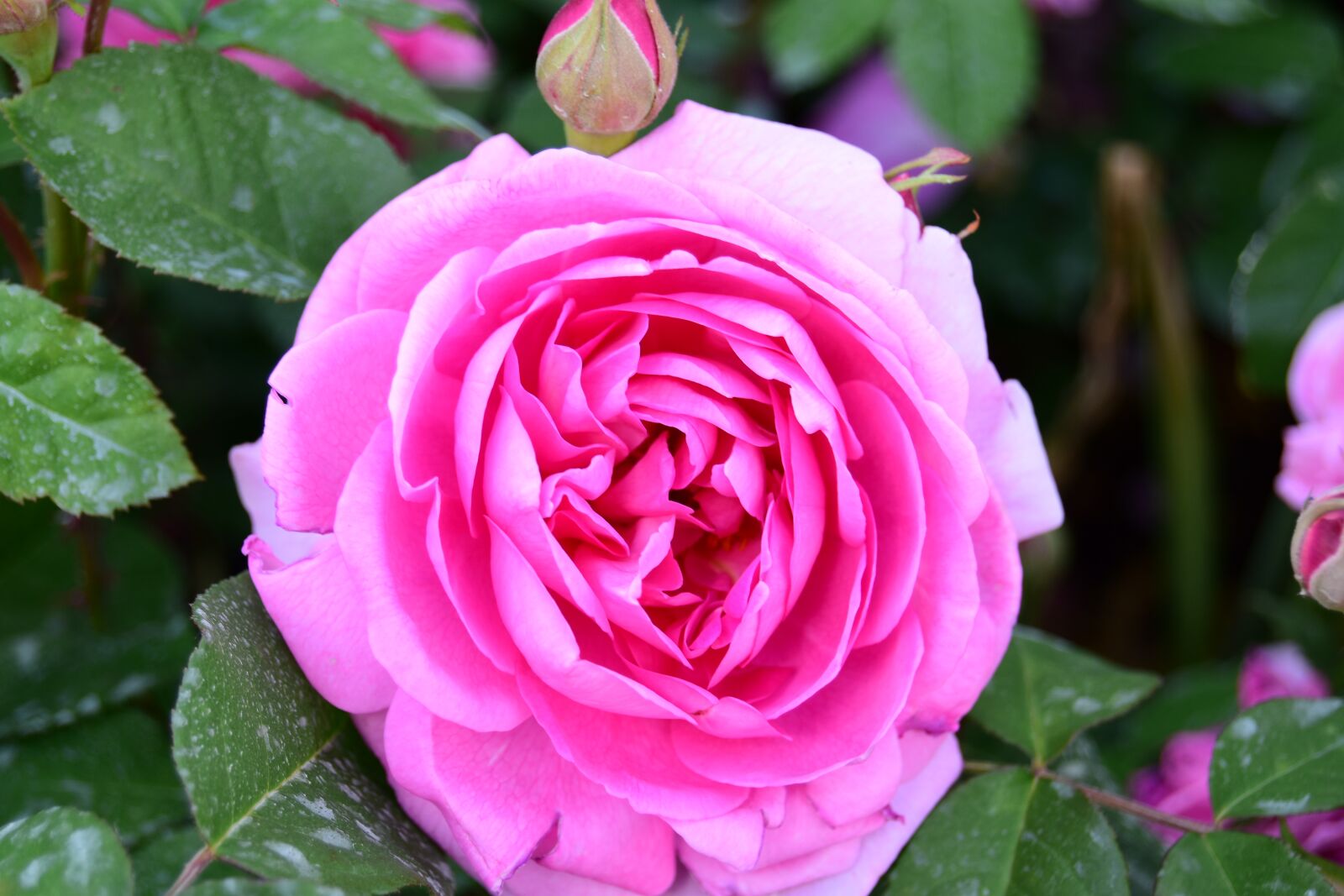 Nikon D5600 sample photo. Rose, flower, plant photography