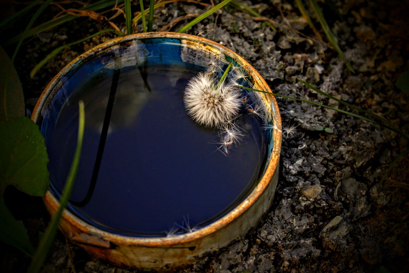 Canon EOS 700D (EOS Rebel T5i / EOS Kiss X7i) sample photo. Nature, close-up, macro photography