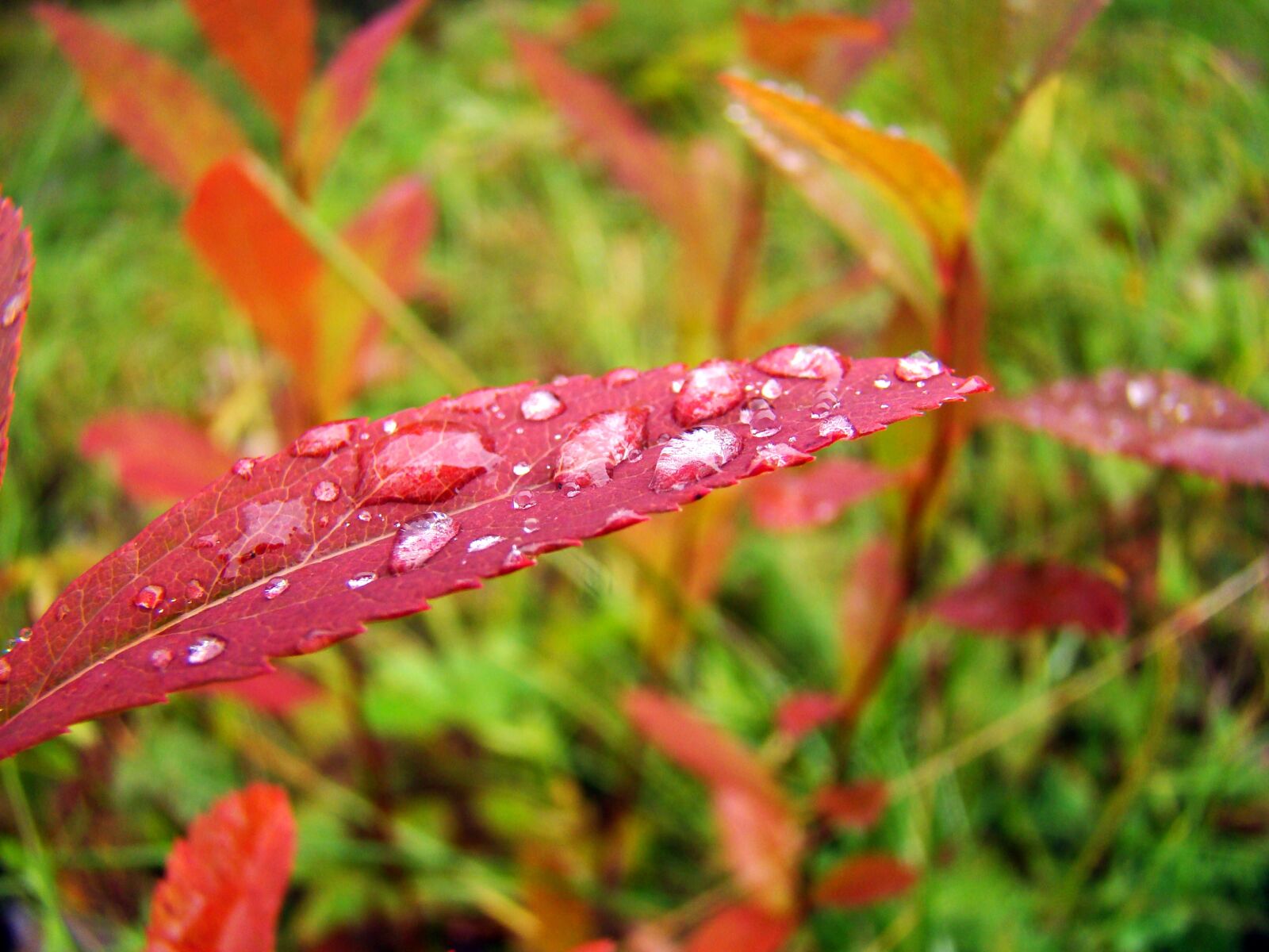 Sony DSC-H7 sample photo. Nature, plants, autumn photography