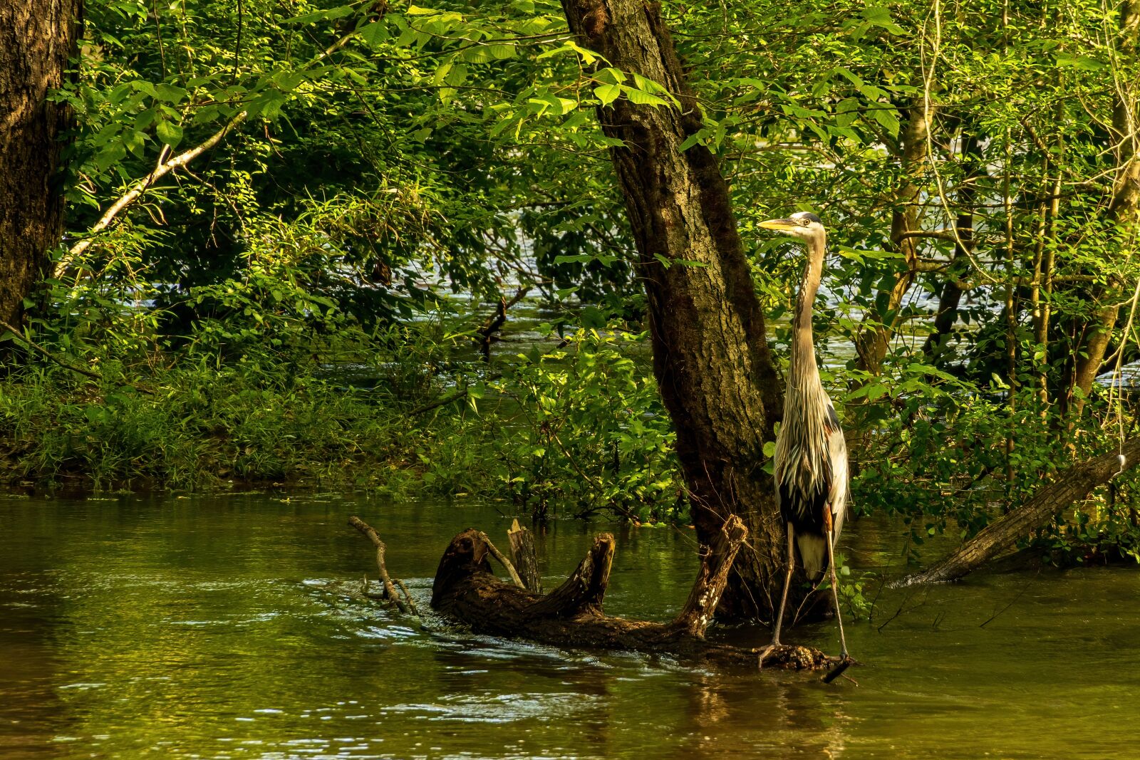 Sony E PZ 18-105mm F4 G OSS sample photo. Fishing heron, heron isolated photography