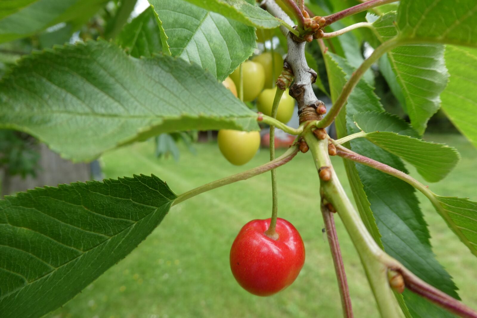 Panasonic DC-TZ91 sample photo. Cherry, cherry tree, cherries photography