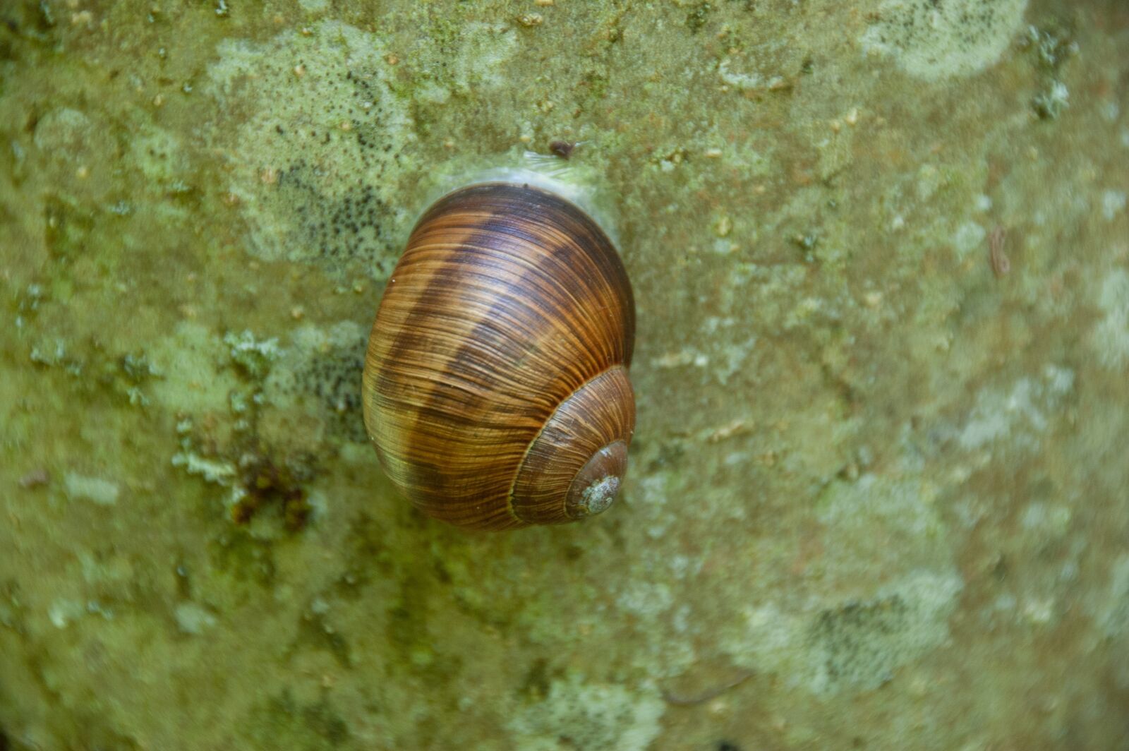 Nikon D40 sample photo. Snail, stone, nature photography