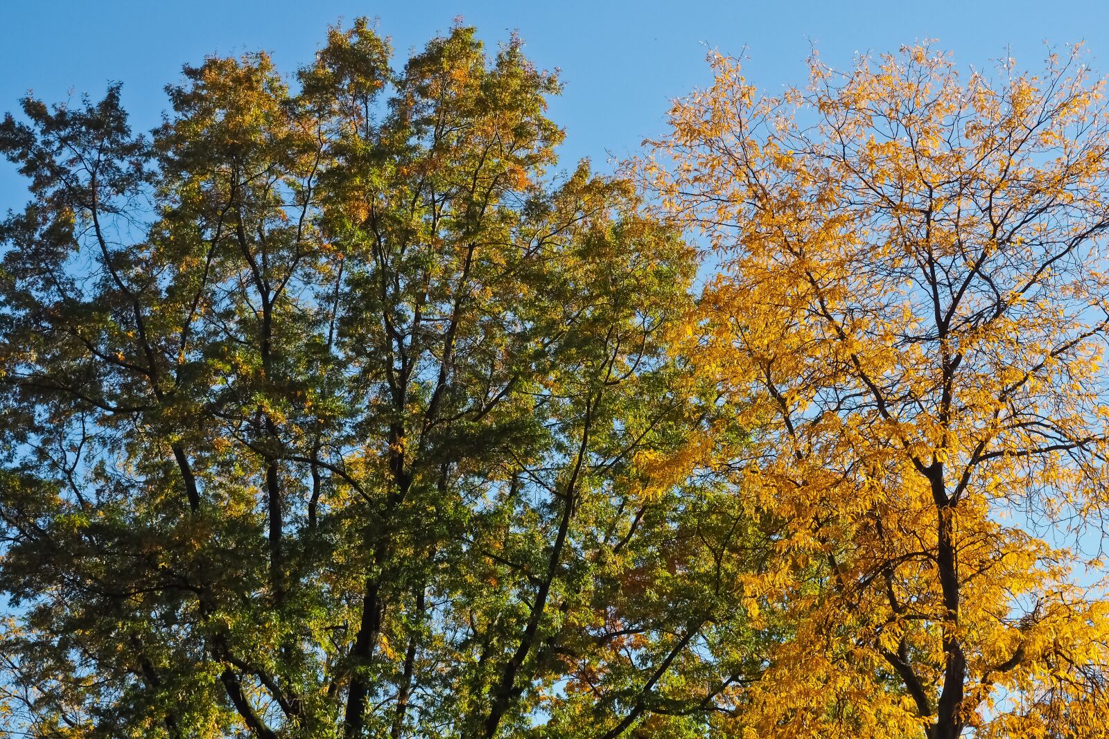 Olympus OM-D E-M10 sample photo. Trees, autumn, nature photography