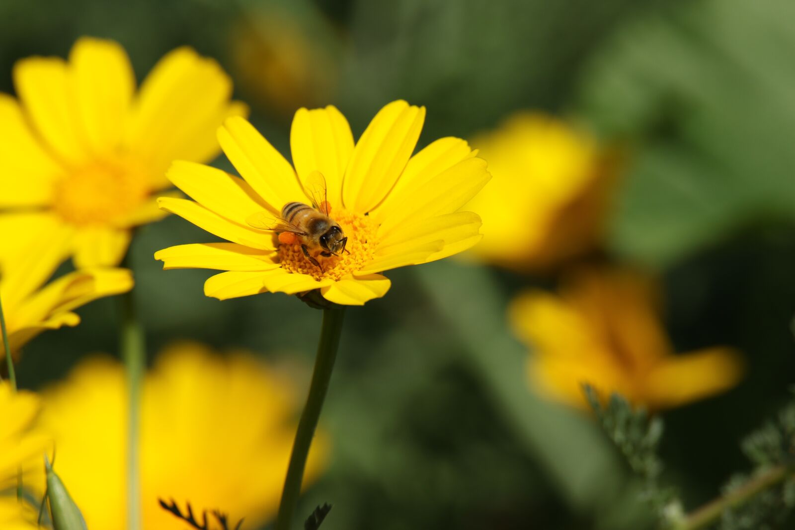 Canon EOS 7D Mark II sample photo. Flower, yellow, bee photography