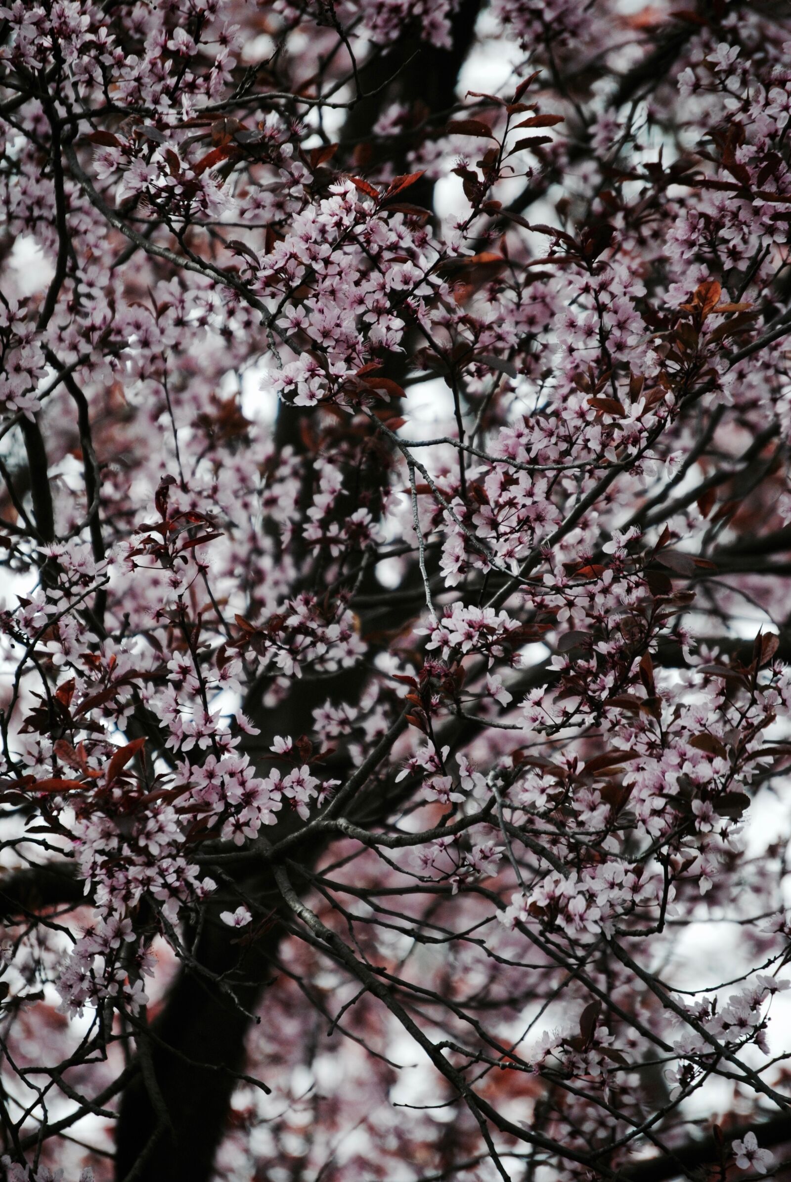 Nikon D3000 sample photo. Tree, pink, japan photography
