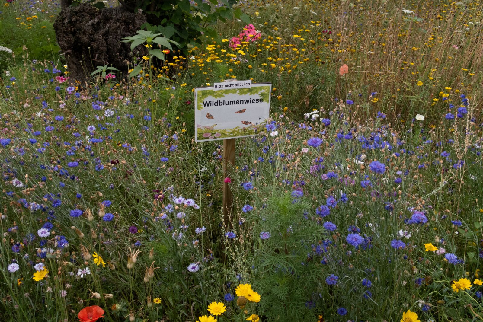 Canon PowerShot G5 X sample photo. Flower meadow, flowers, ecologically photography