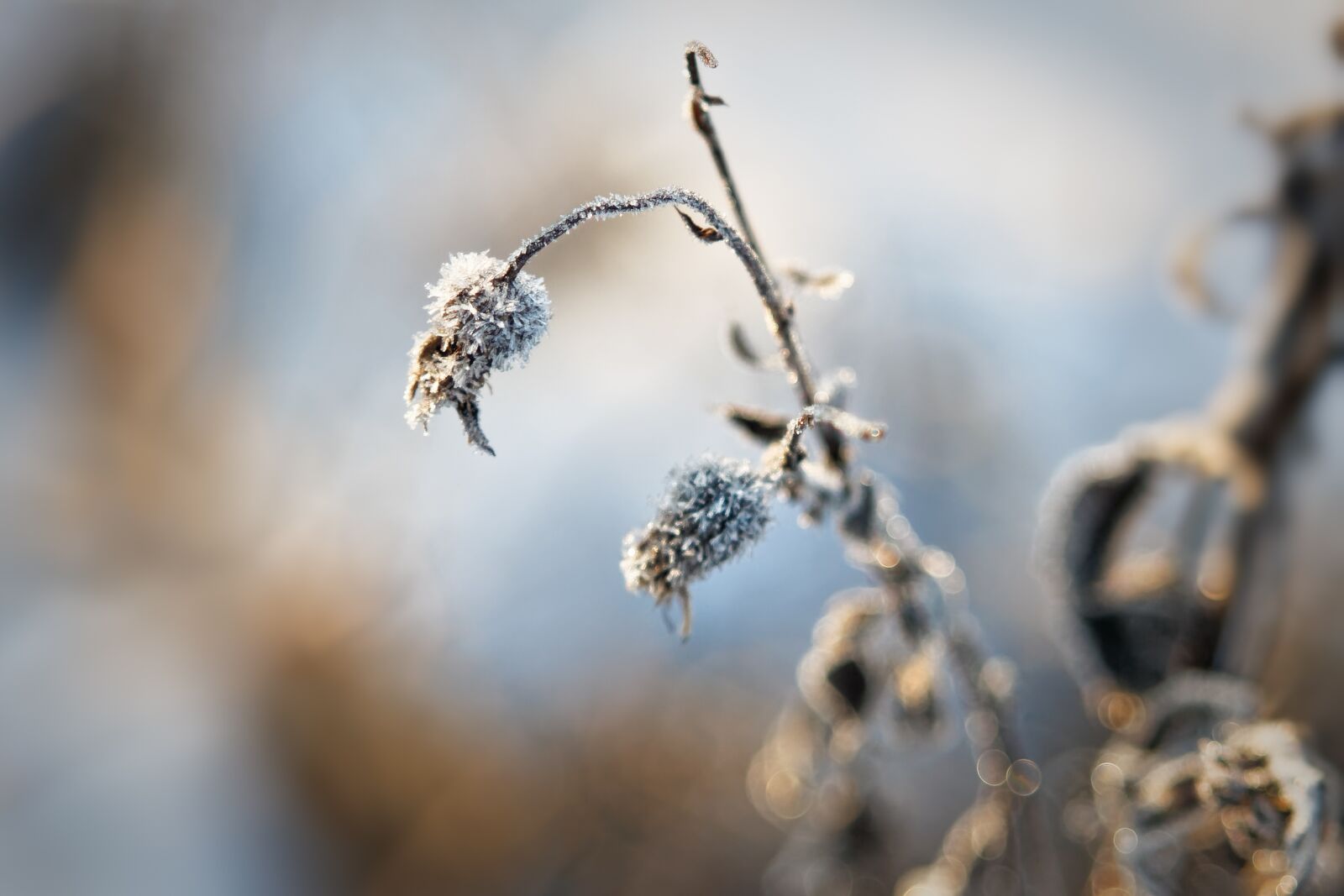 Canon EOS 500D (EOS Rebel T1i / EOS Kiss X3) sample photo. Winter, macro, nature photography