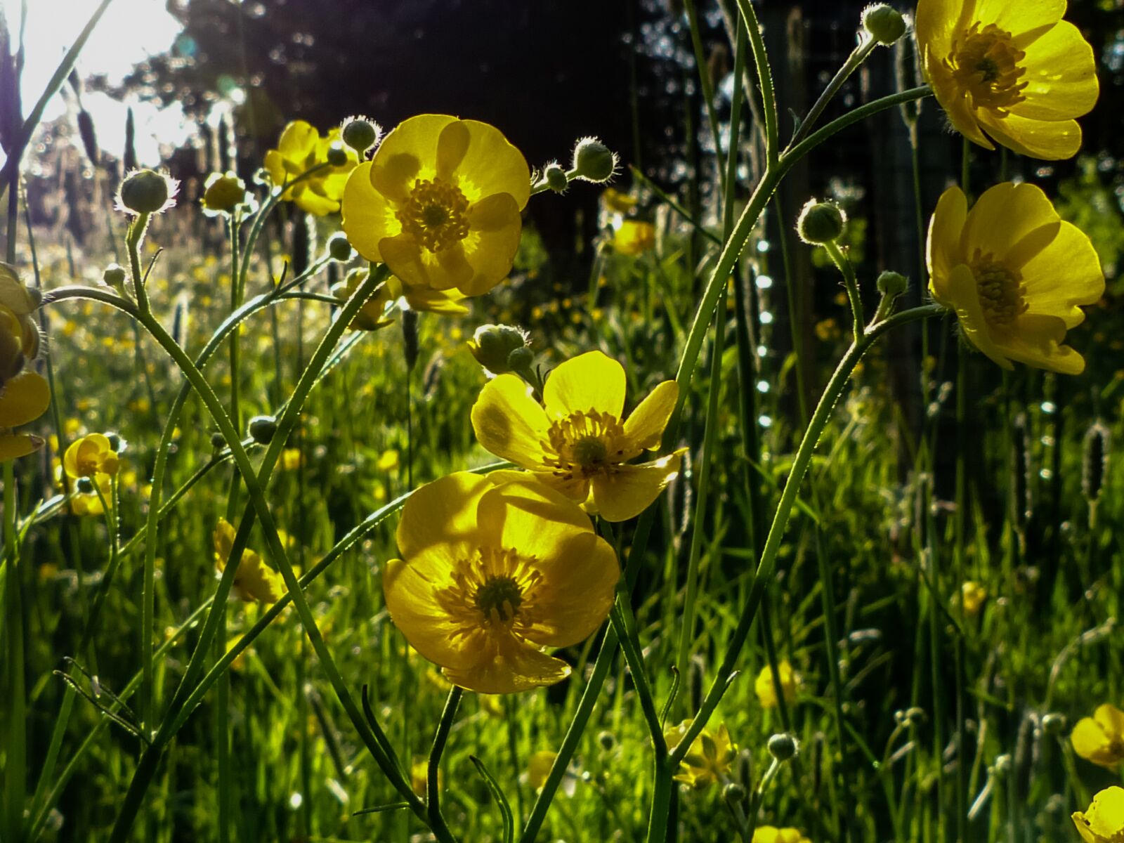 Panasonic Lumix DMC-FZ40 (Lumix DMC-FZ45) sample photo. Sunlight, green, buttercup photography