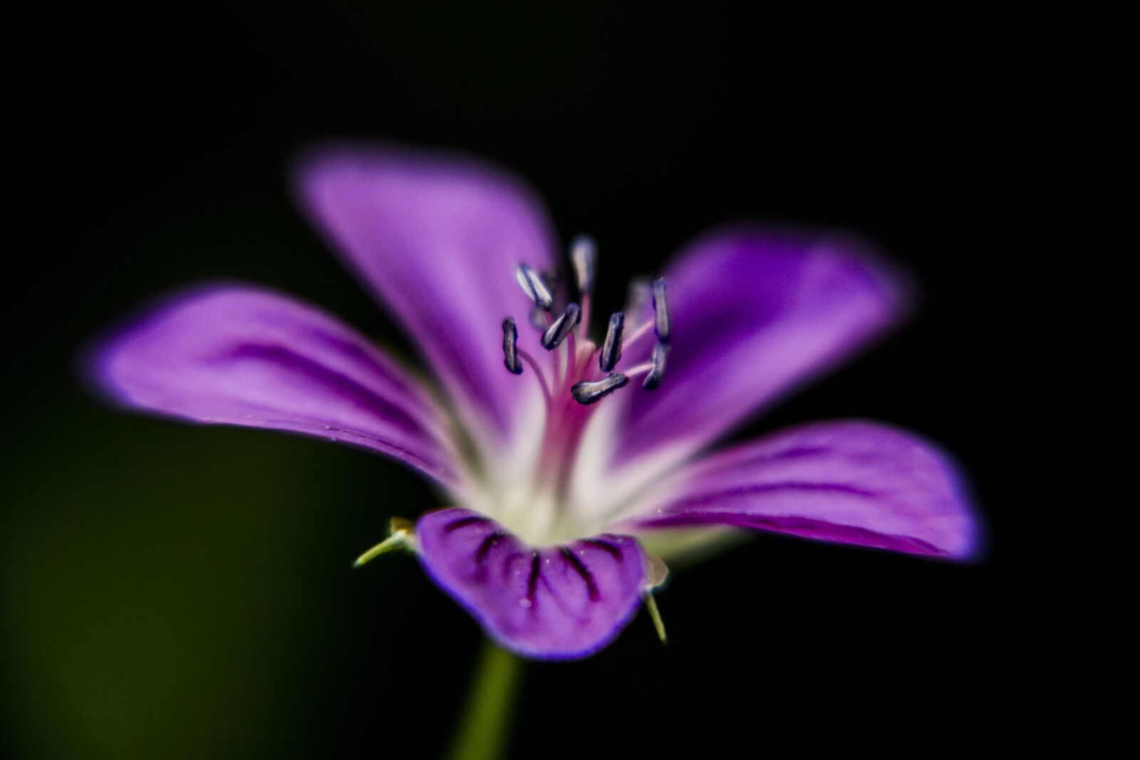 Nikon D3100 sample photo. Flower, plant, nature photography