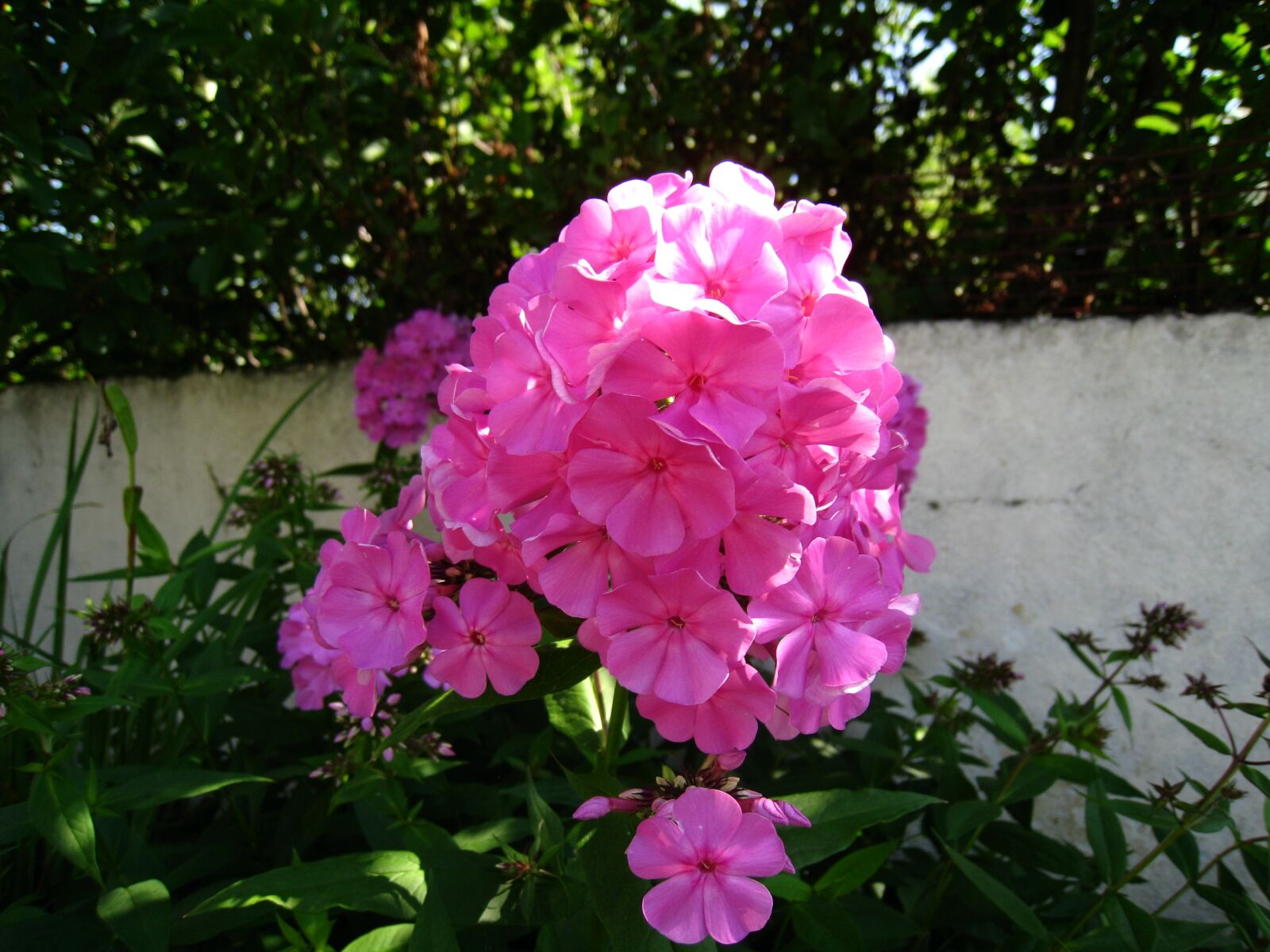 Canon DIGITAL IXUS 860 IS sample photo. Flowers, pink, color photography