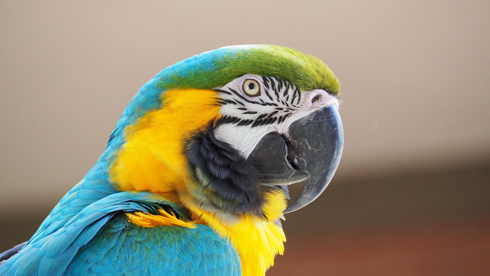 Olympus OM-D E-M10 II sample photo. Macaw, blue, yellow photography