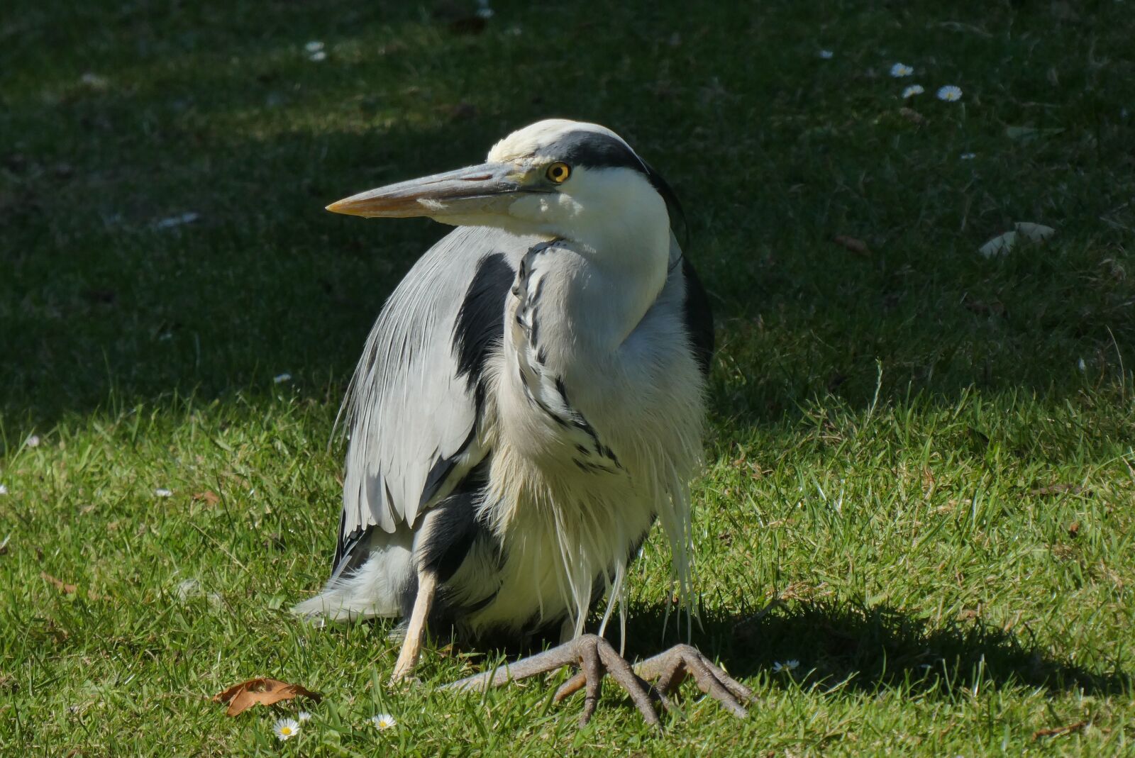 Panasonic Lumix DC-ZS70 (Lumix DC-TZ90) sample photo. Heron, spring, waterfront photography