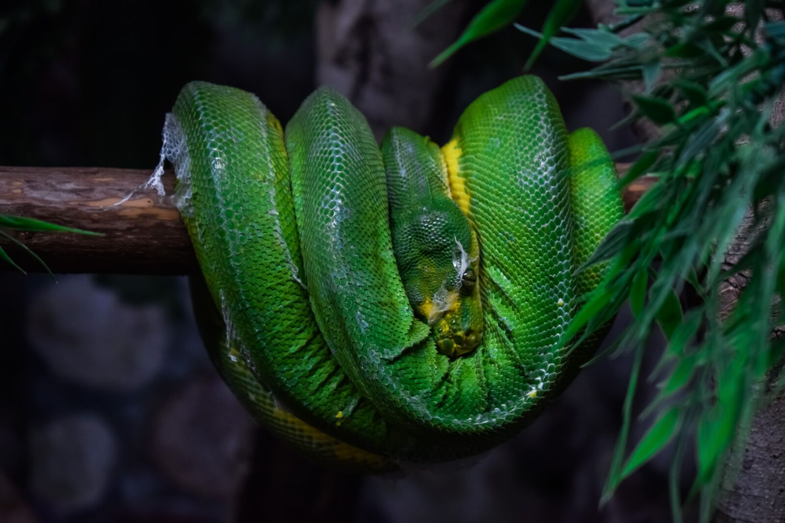 Nikon D3300 sample photo. Green tree python, snake photography