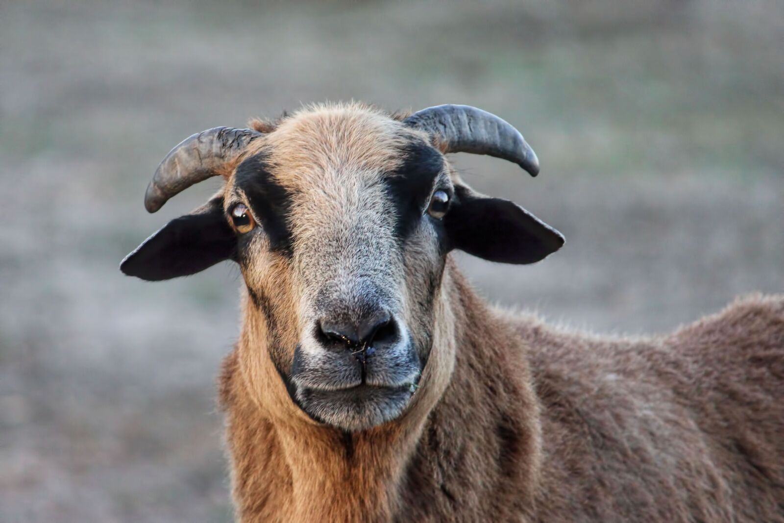 Canon EOS 600D (Rebel EOS T3i / EOS Kiss X5) sample photo. Sheep, male, horns photography